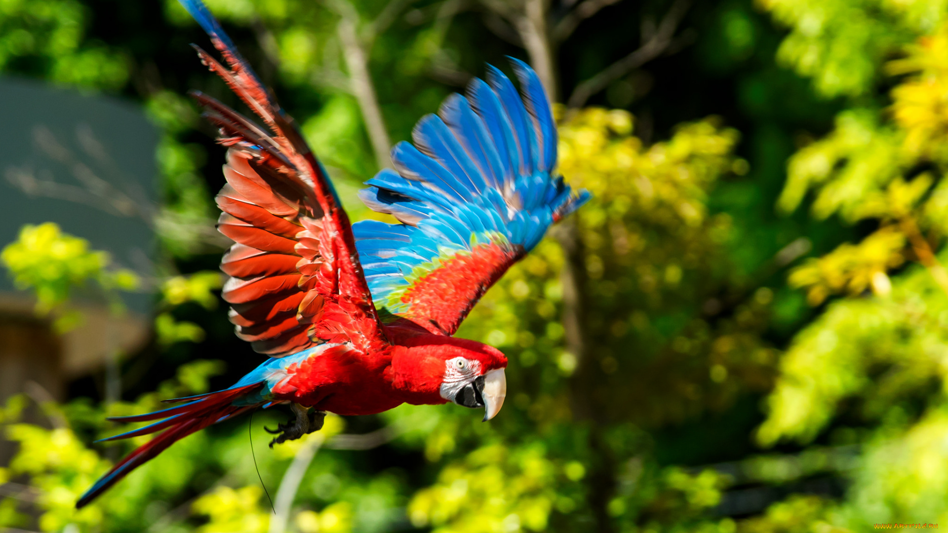 животные, попугаи, птица, забавный, попугай, перья, цвет