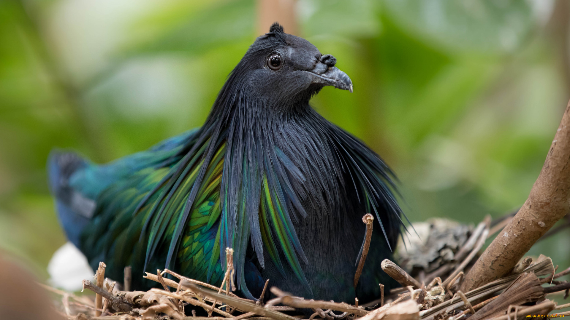 животные, птицы, птица, перья, окрас