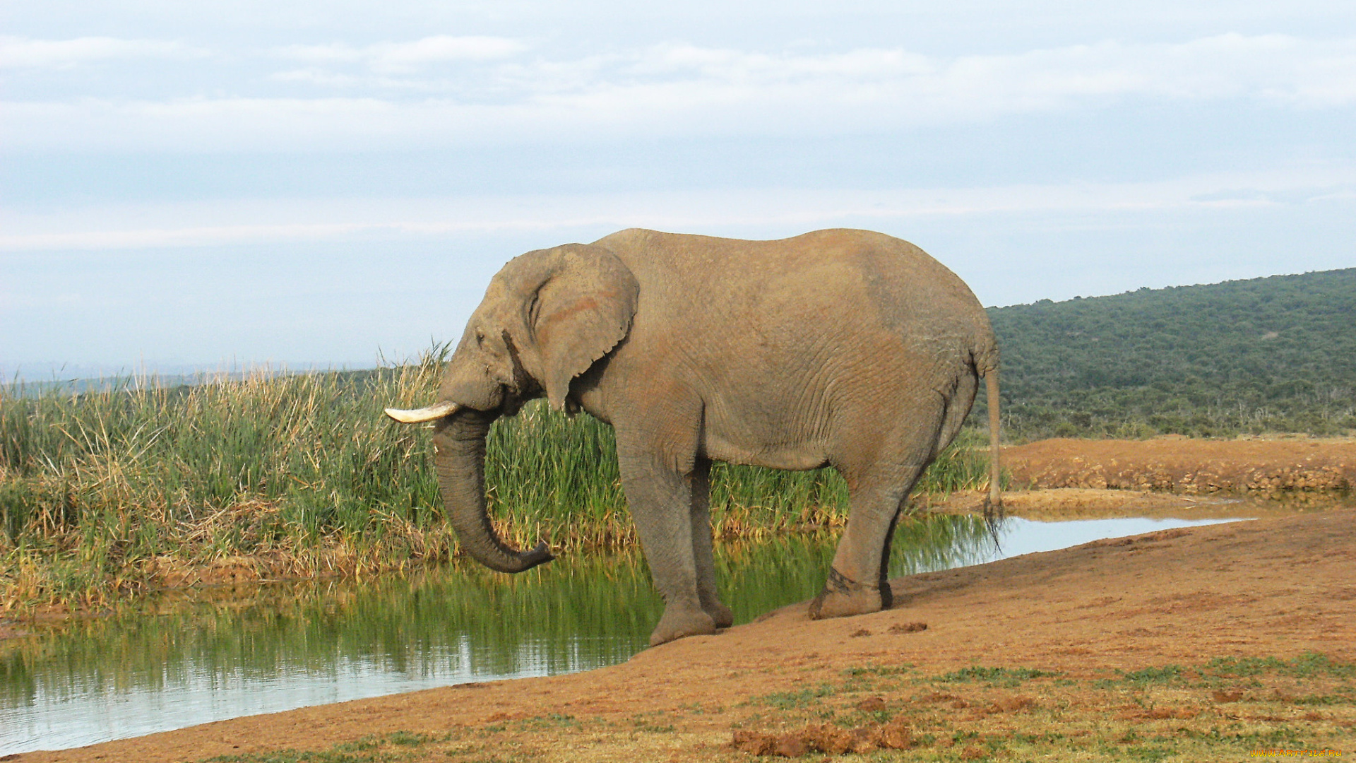 животные, слоны, слон, большой, животное