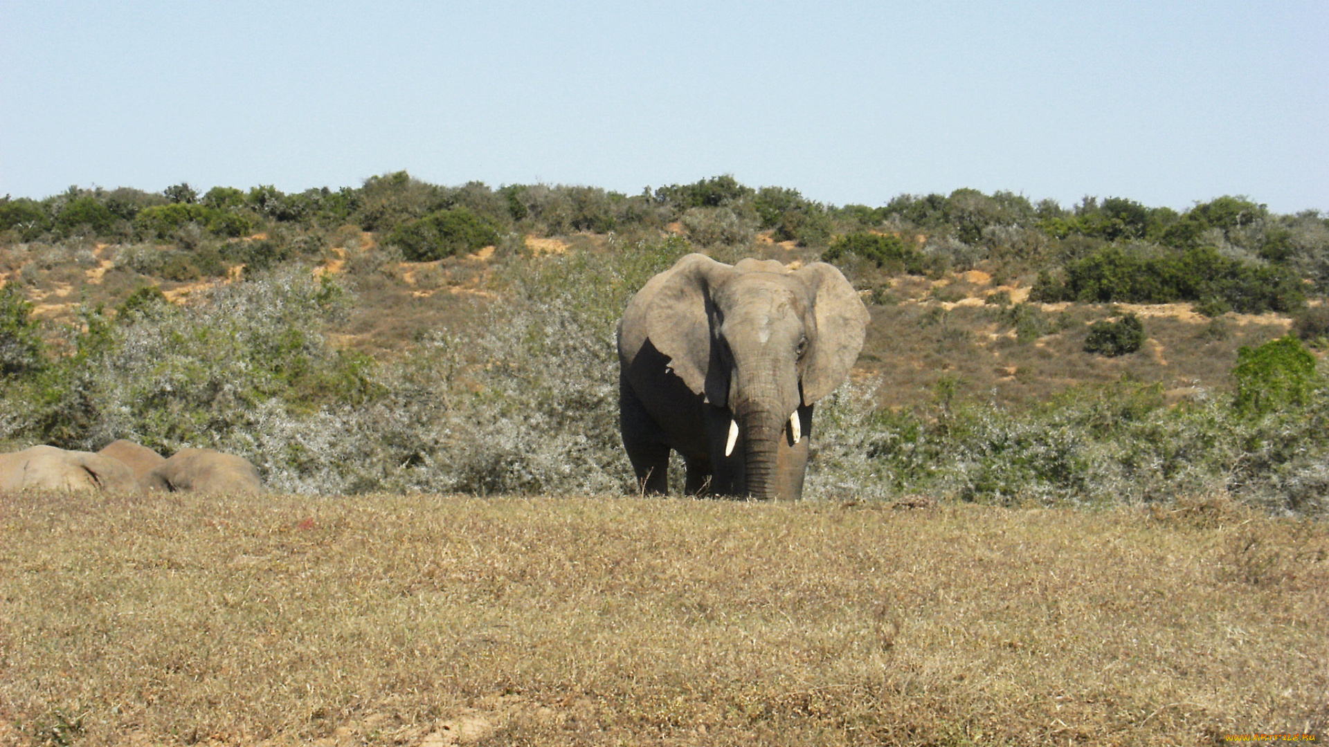 животные, слоны, животное, слон, большой