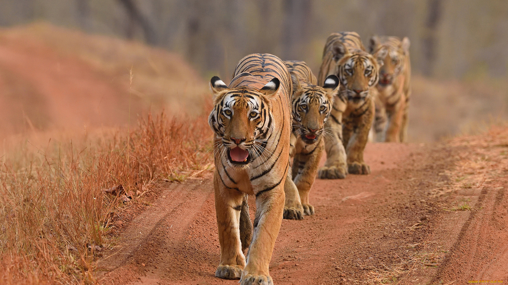 животные, тигры, амурский, отдых, кошка, тигр