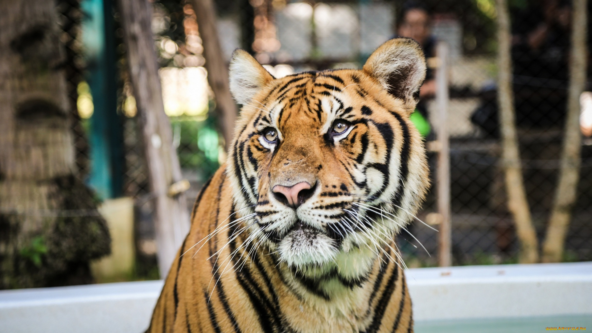 животные, тигры, вода