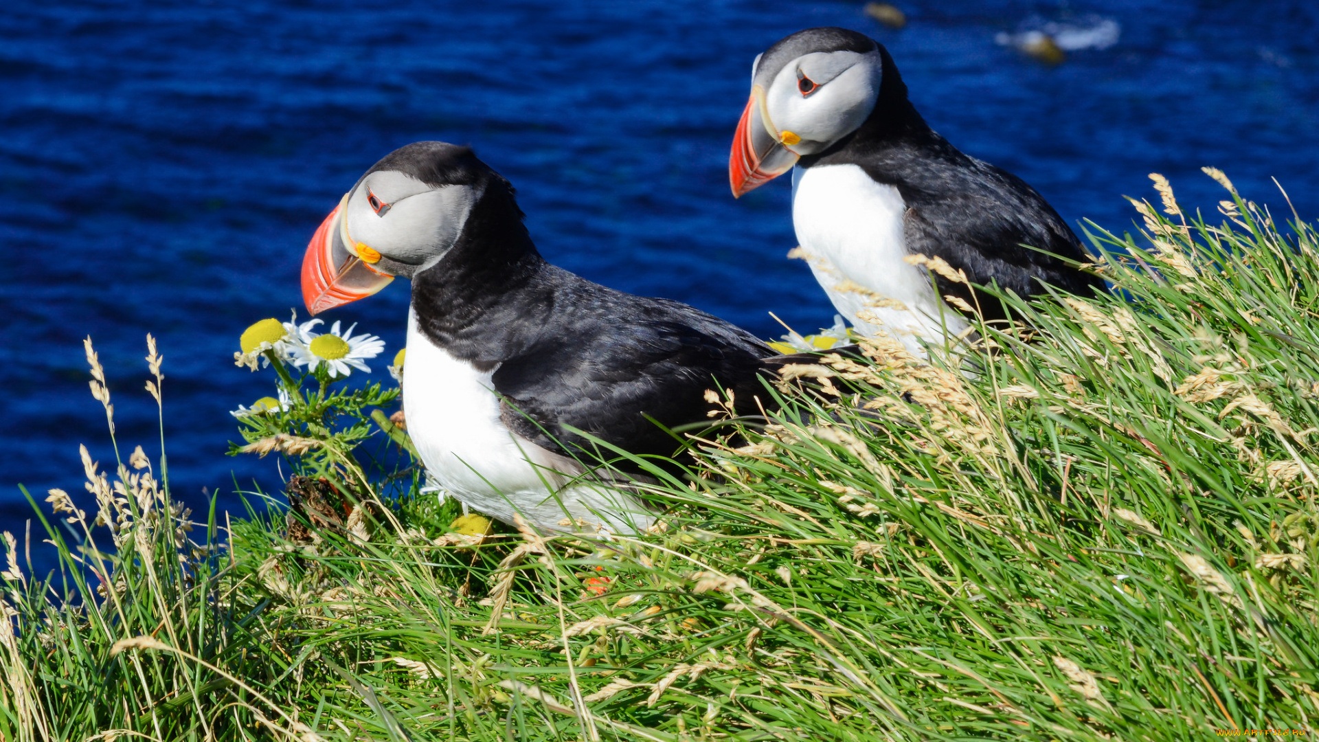 животные, тупики, тупик, окрас, птица