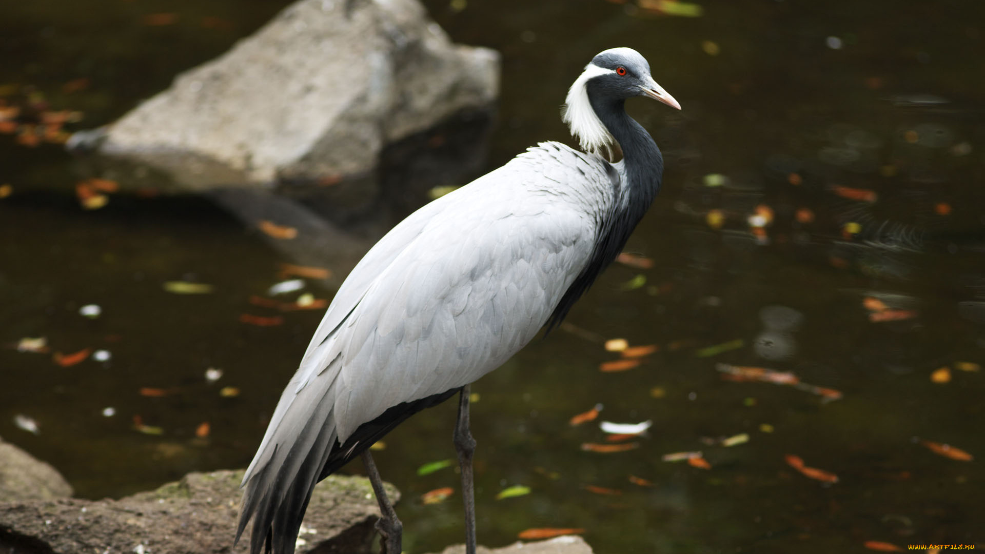животные, журавли, журавль, птица, камни, вода