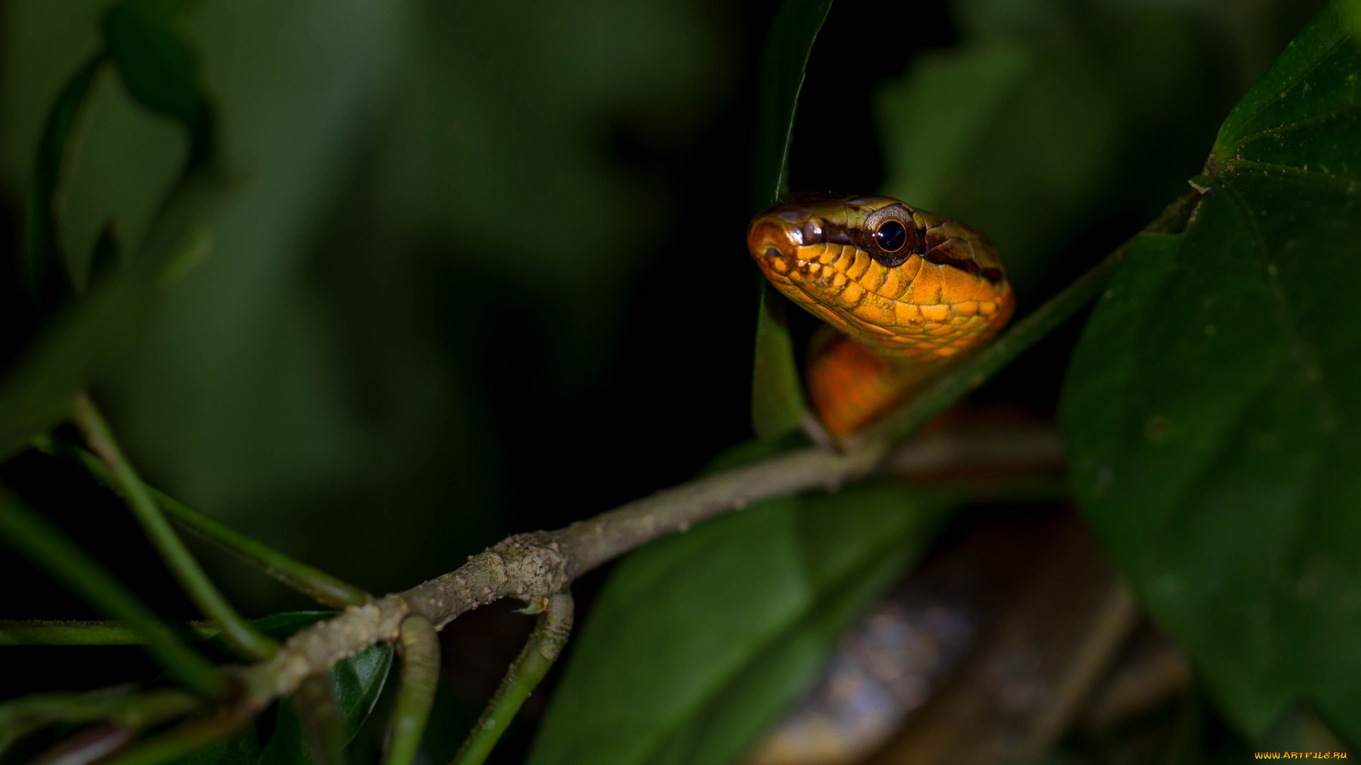 животные, змеи, , питоны, , кобры, змея, окрас, ель, ветки