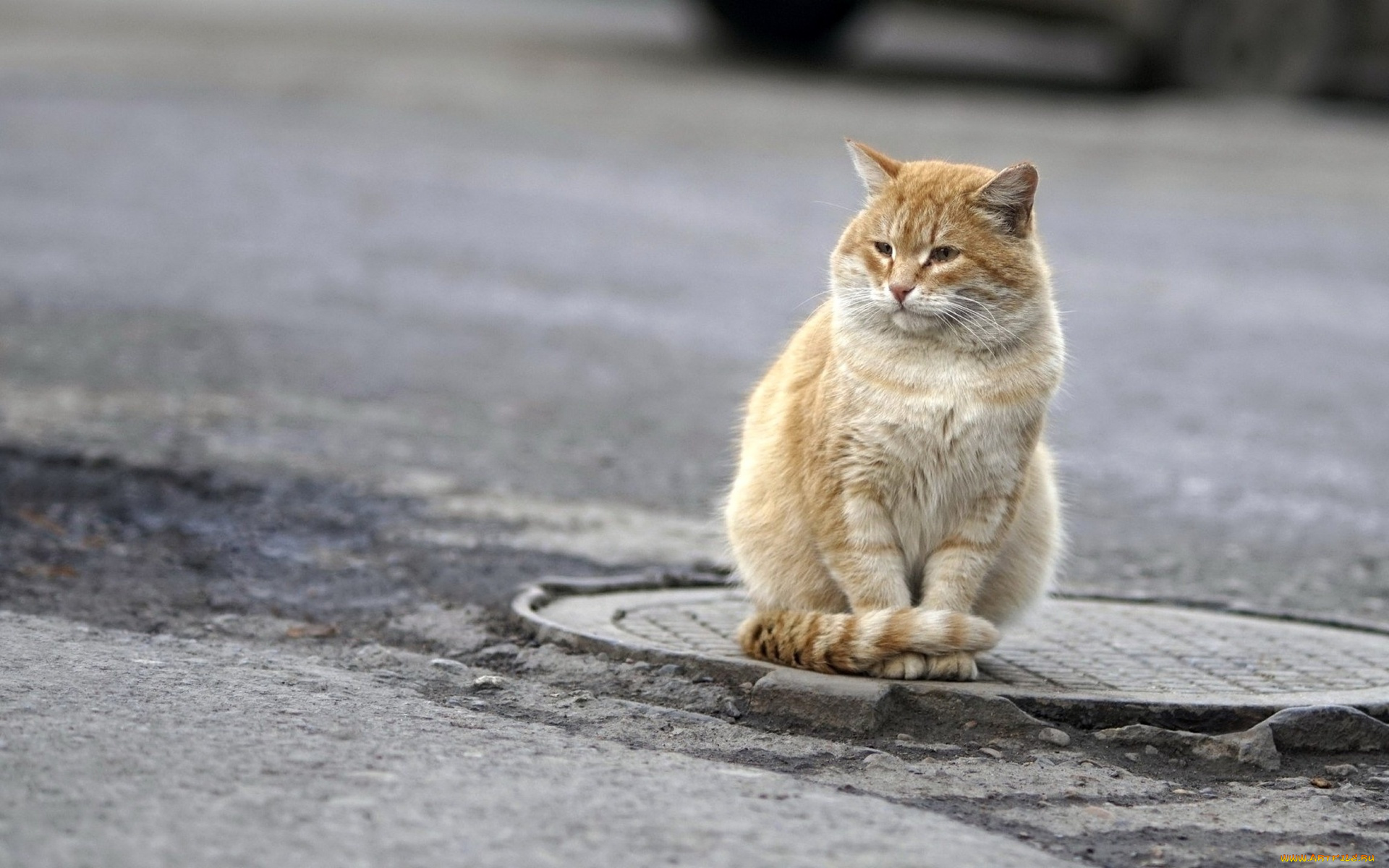 животные, коты, асфальт, люк
