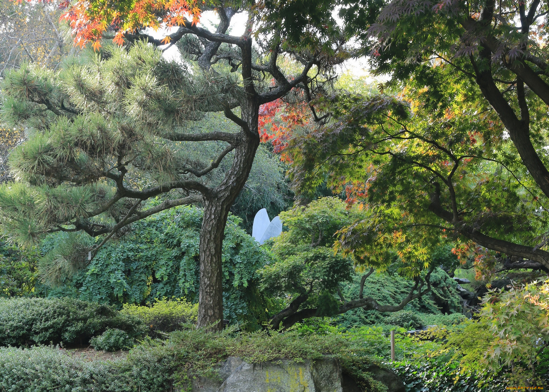 природа, деревья, растения, кустарники