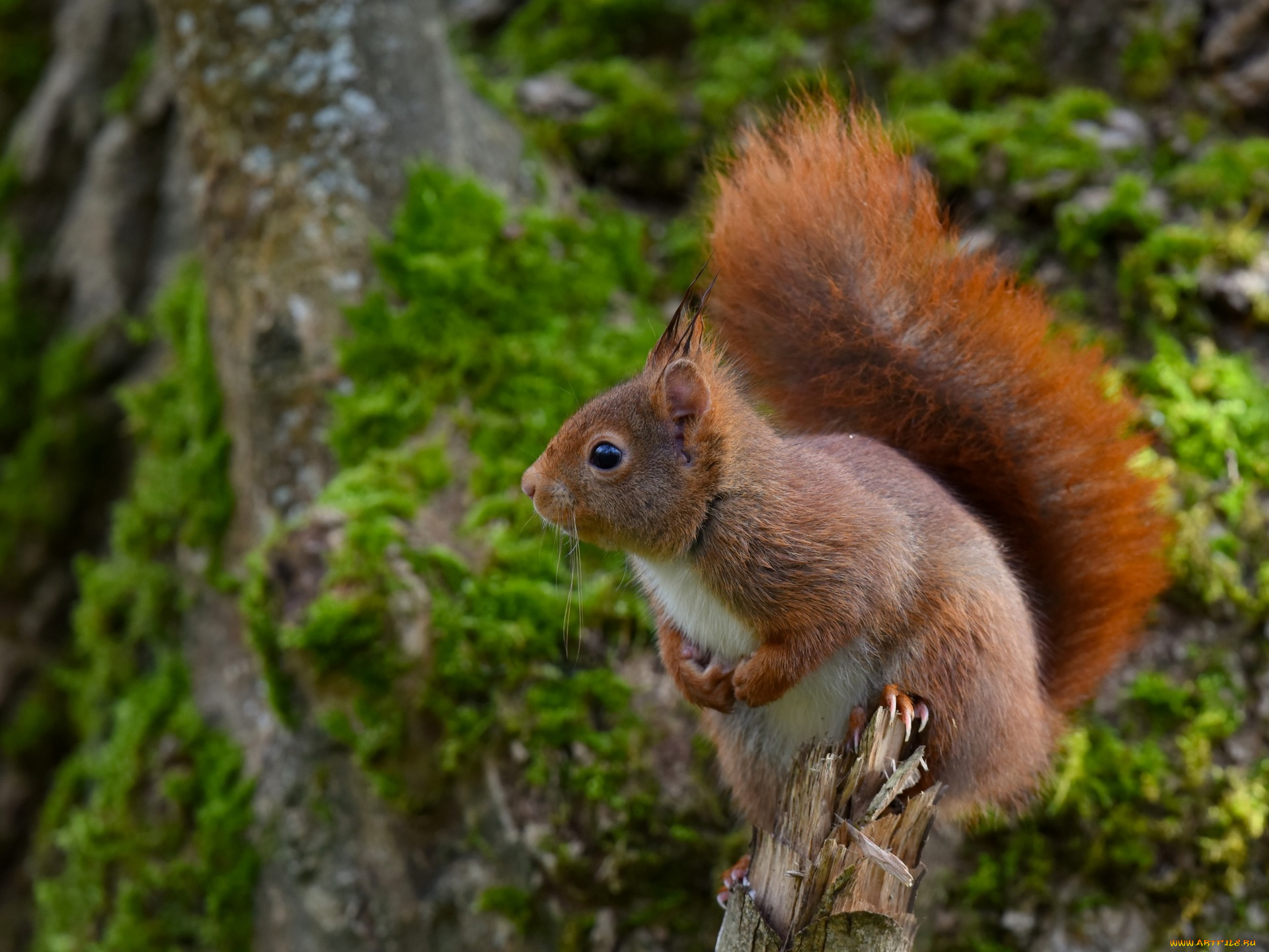 животные, белки, анфас