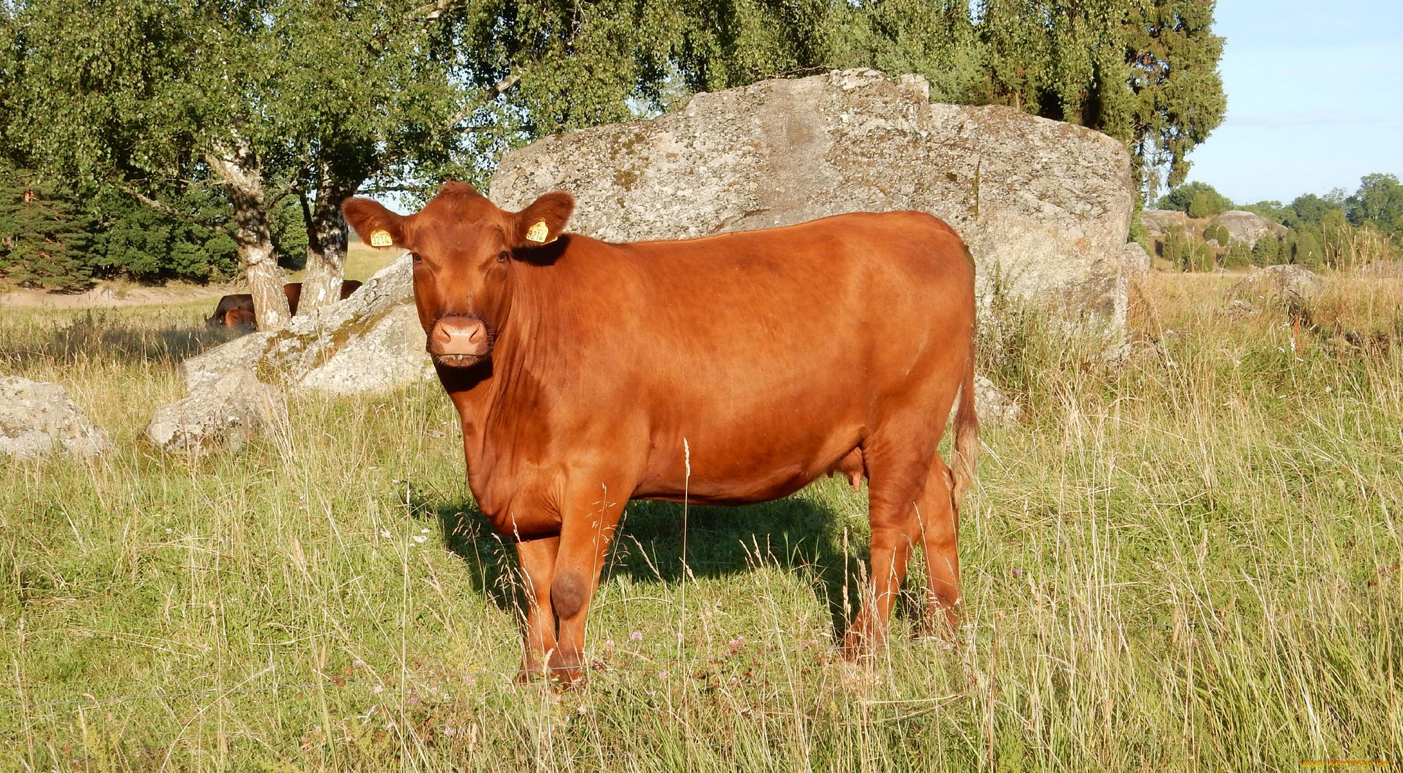 животные, коровы, , буйволы, трава, камень, деревья