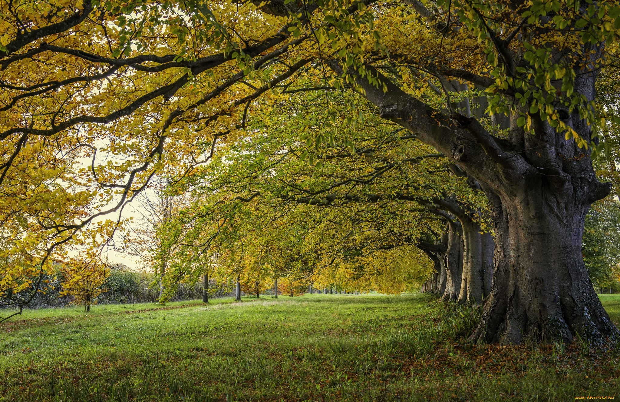 природа, лес, простор