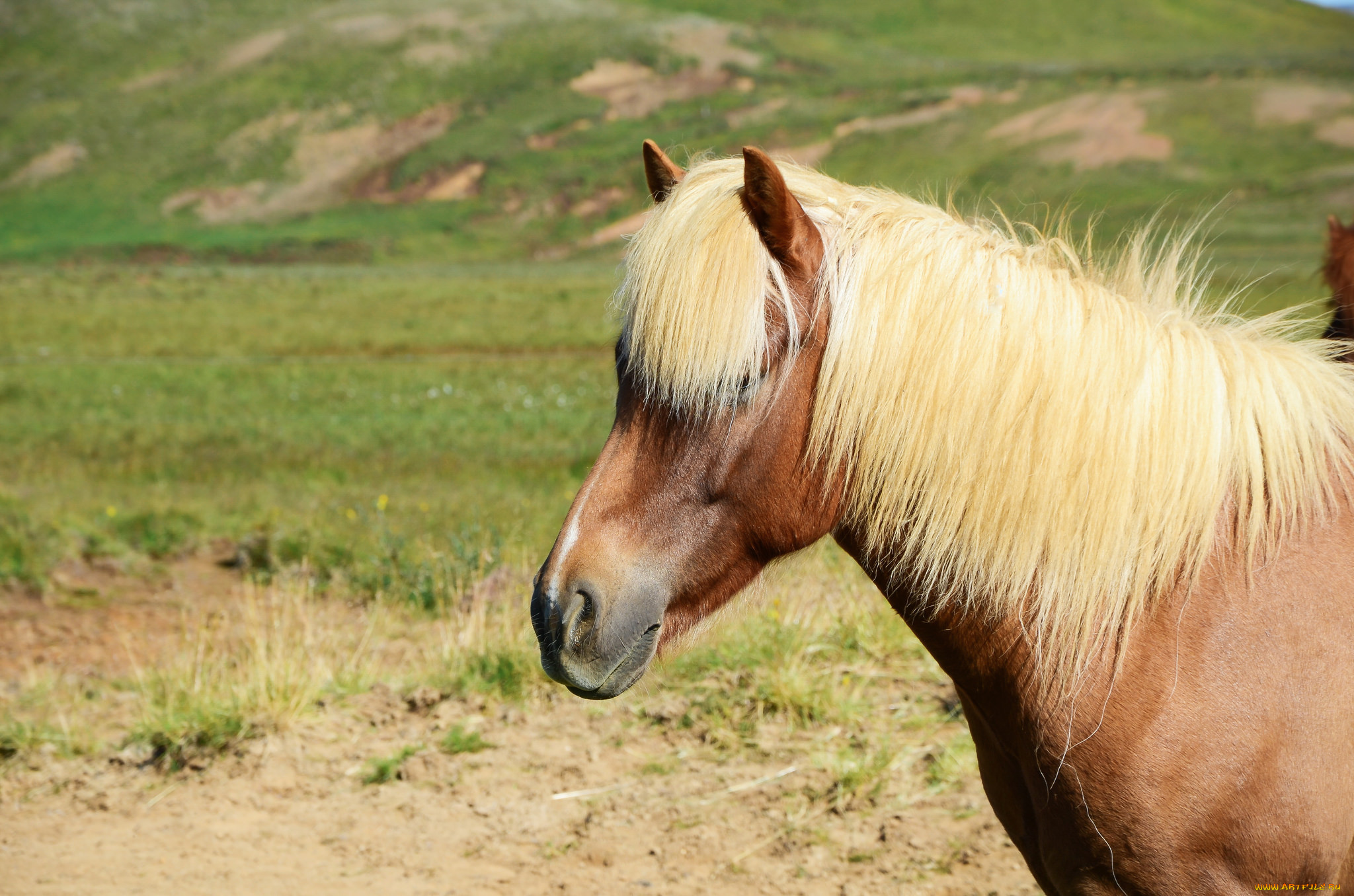 животные, лошади, большая, грива, окрас, лошадь