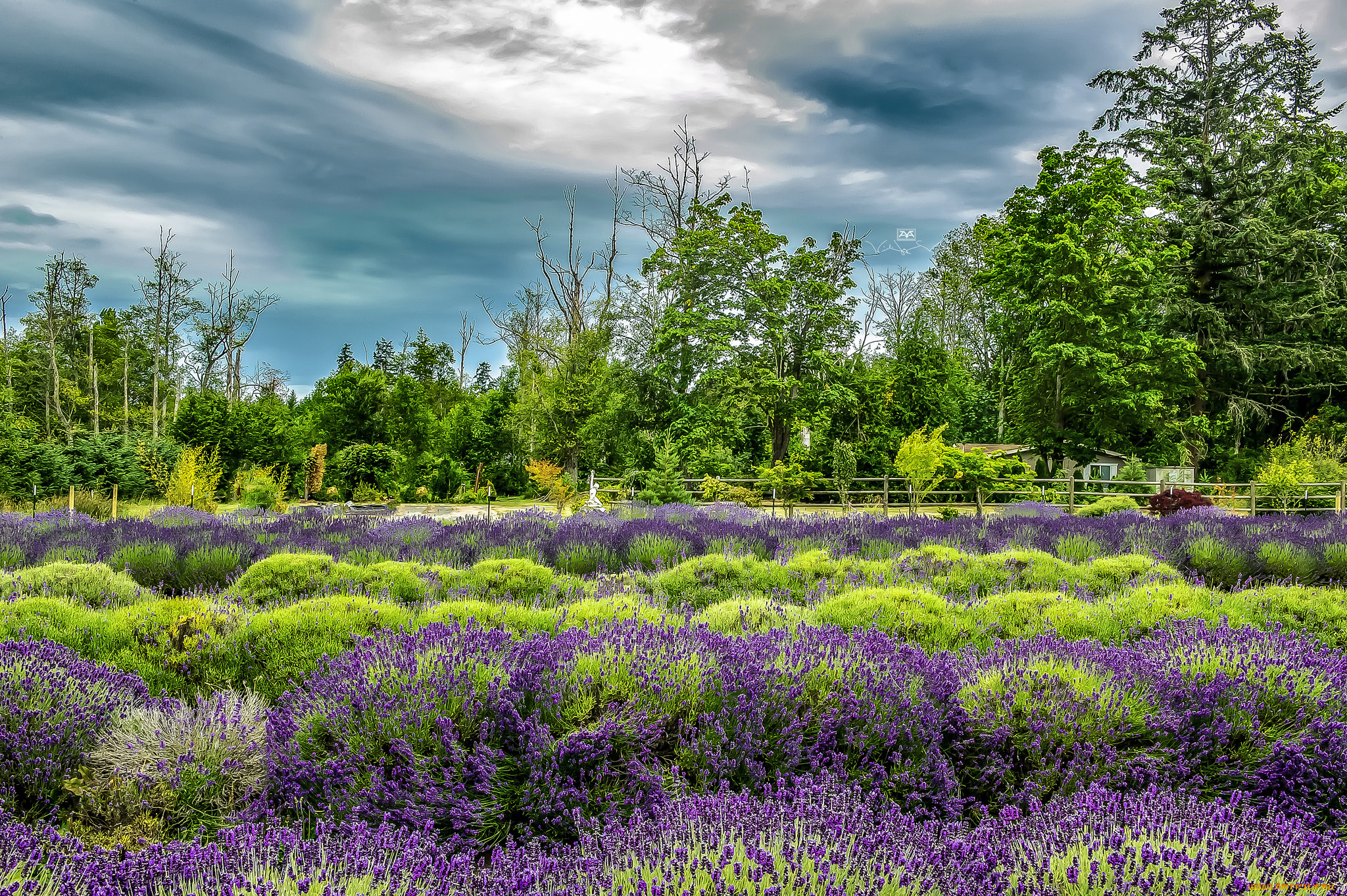 природа, луга, простор