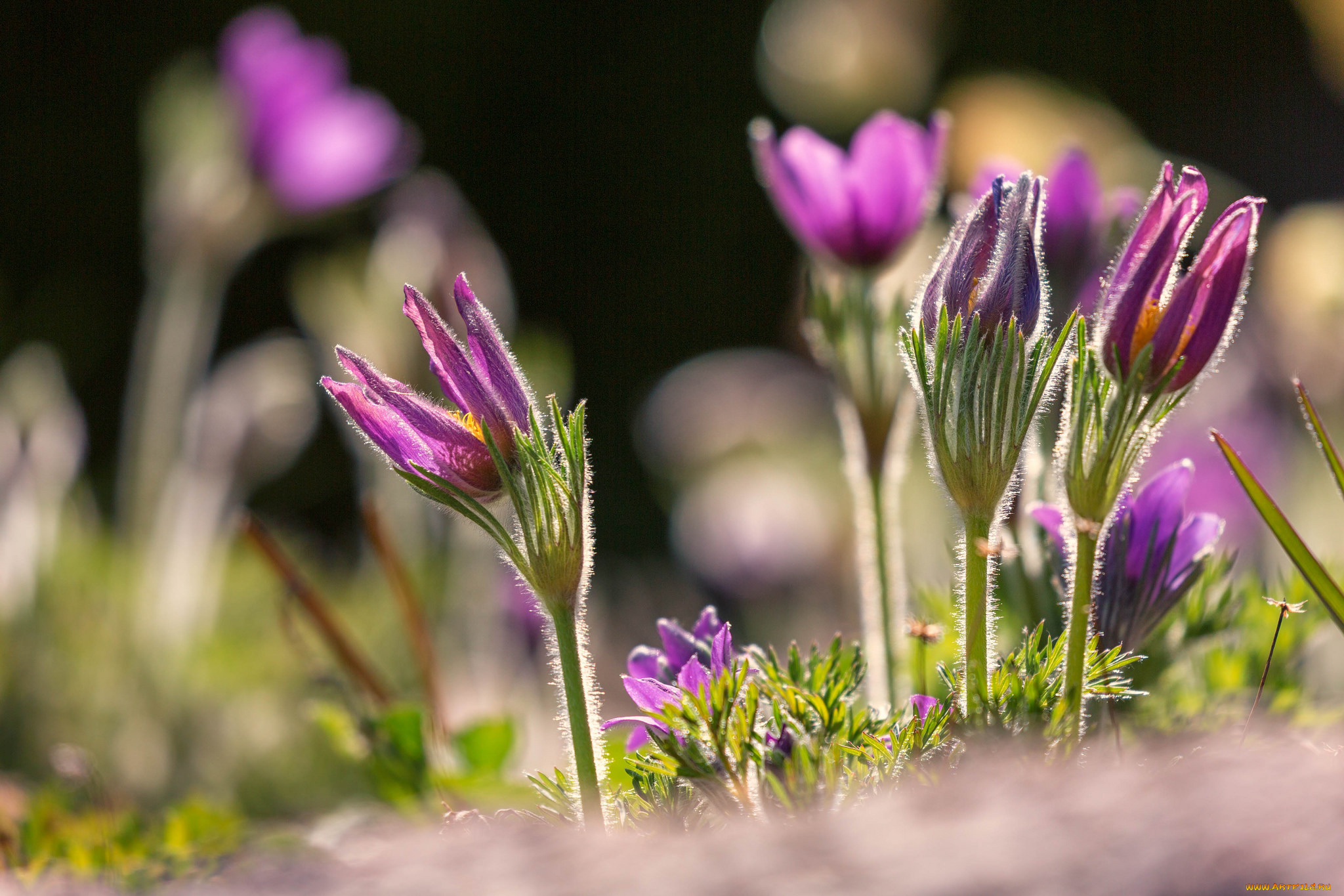 цветы, анемоны, , сон-трава, сон, трава, цветение, листья, весна