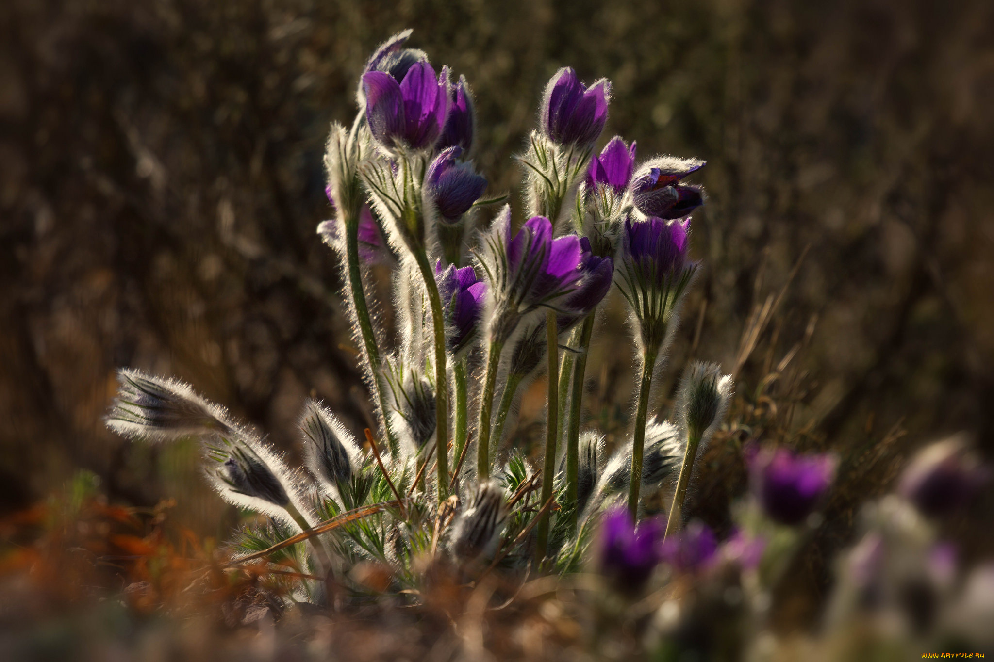 цветы, анемоны, , сон-трава, сон, трава, цветение, листья, весна