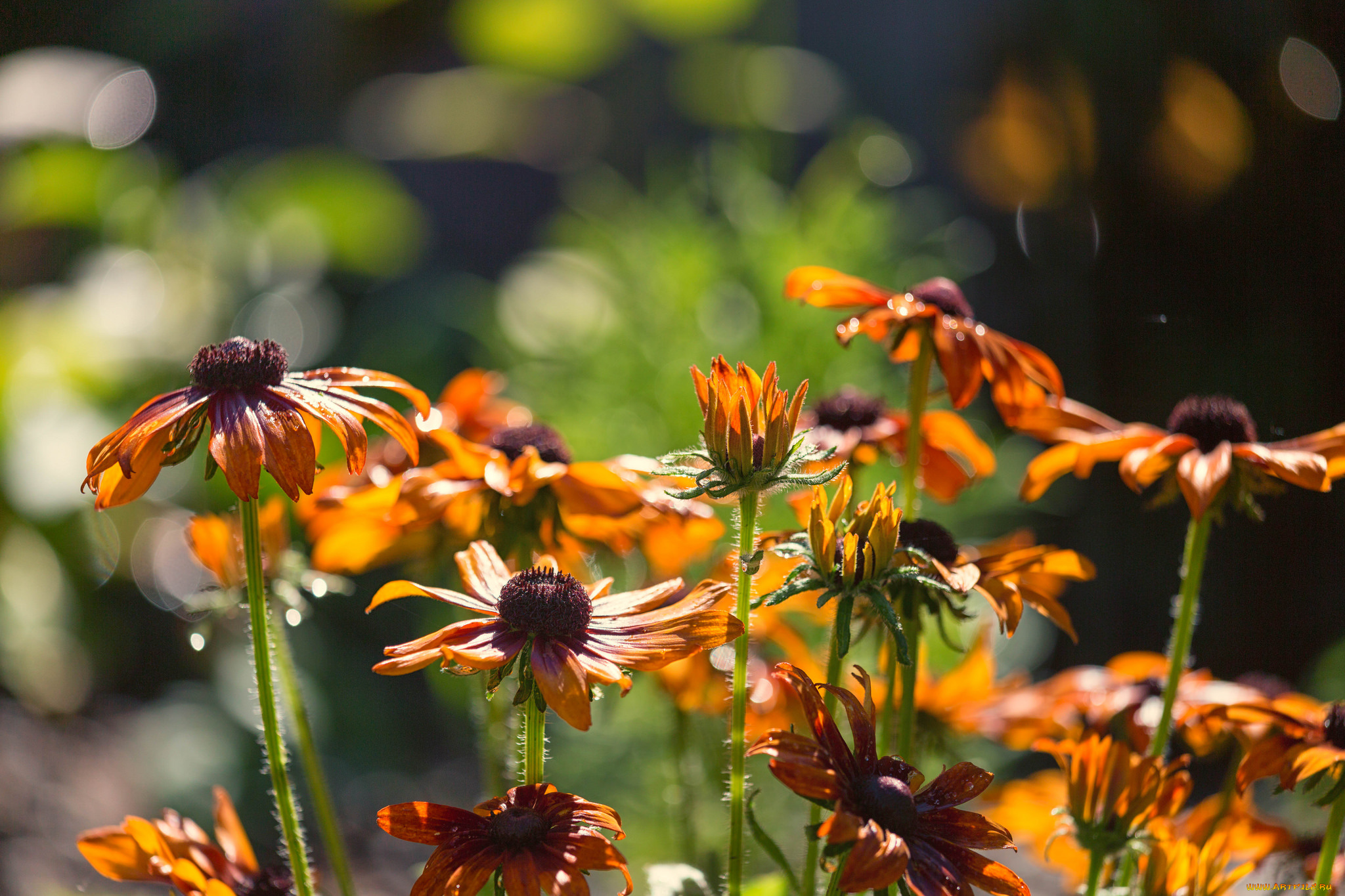 цветы, цветение, лепестки, кусты, лето