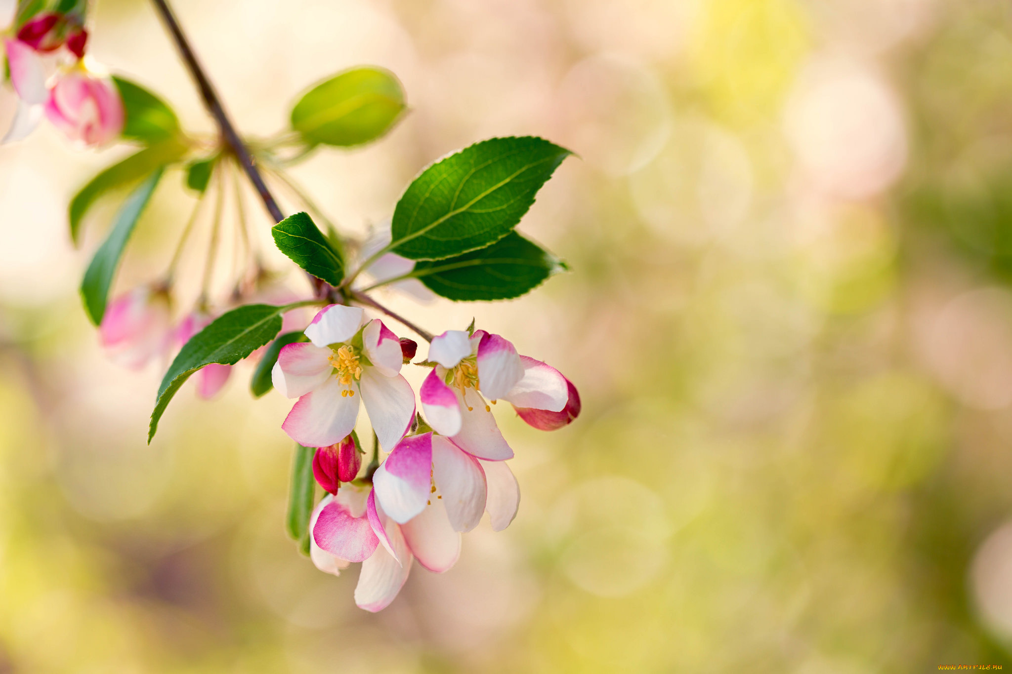 цветы, цветущие, деревья, , , кустарники, ветка, листики, цветочки, цветение, нежно
