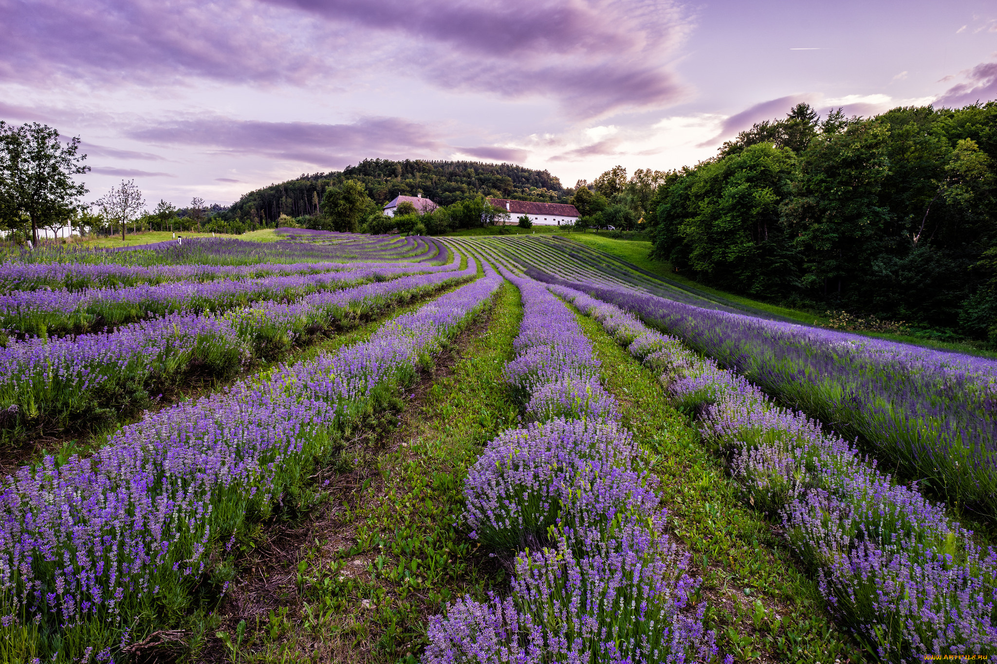 цветы, лаванда, поле, валансоль, france, франция, valensole