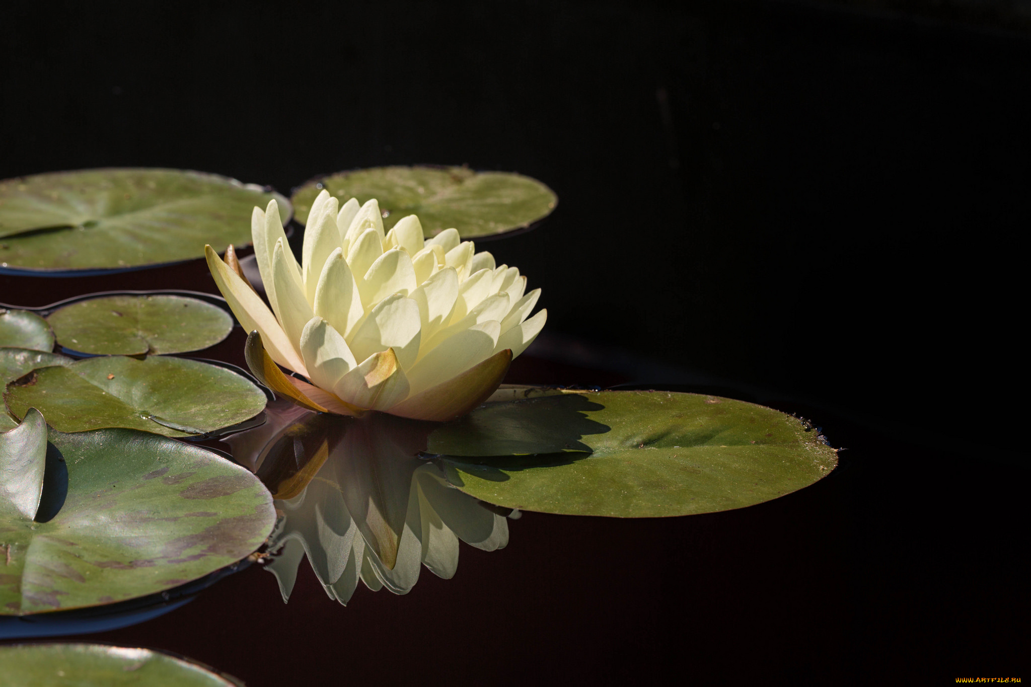 цветы, лилии, водяные, , нимфеи, , кувшинки, вода, листья, водяные, лилии