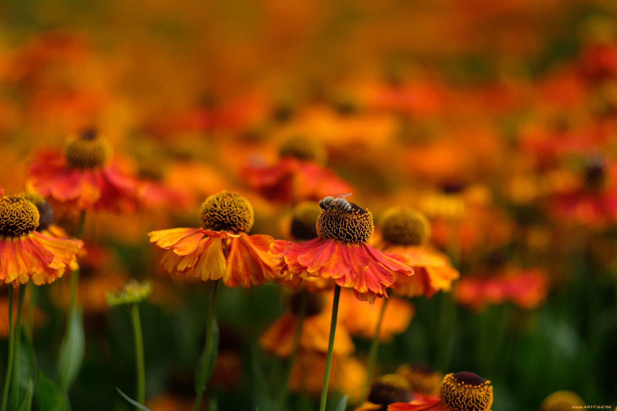 цветы, ярко, цветение