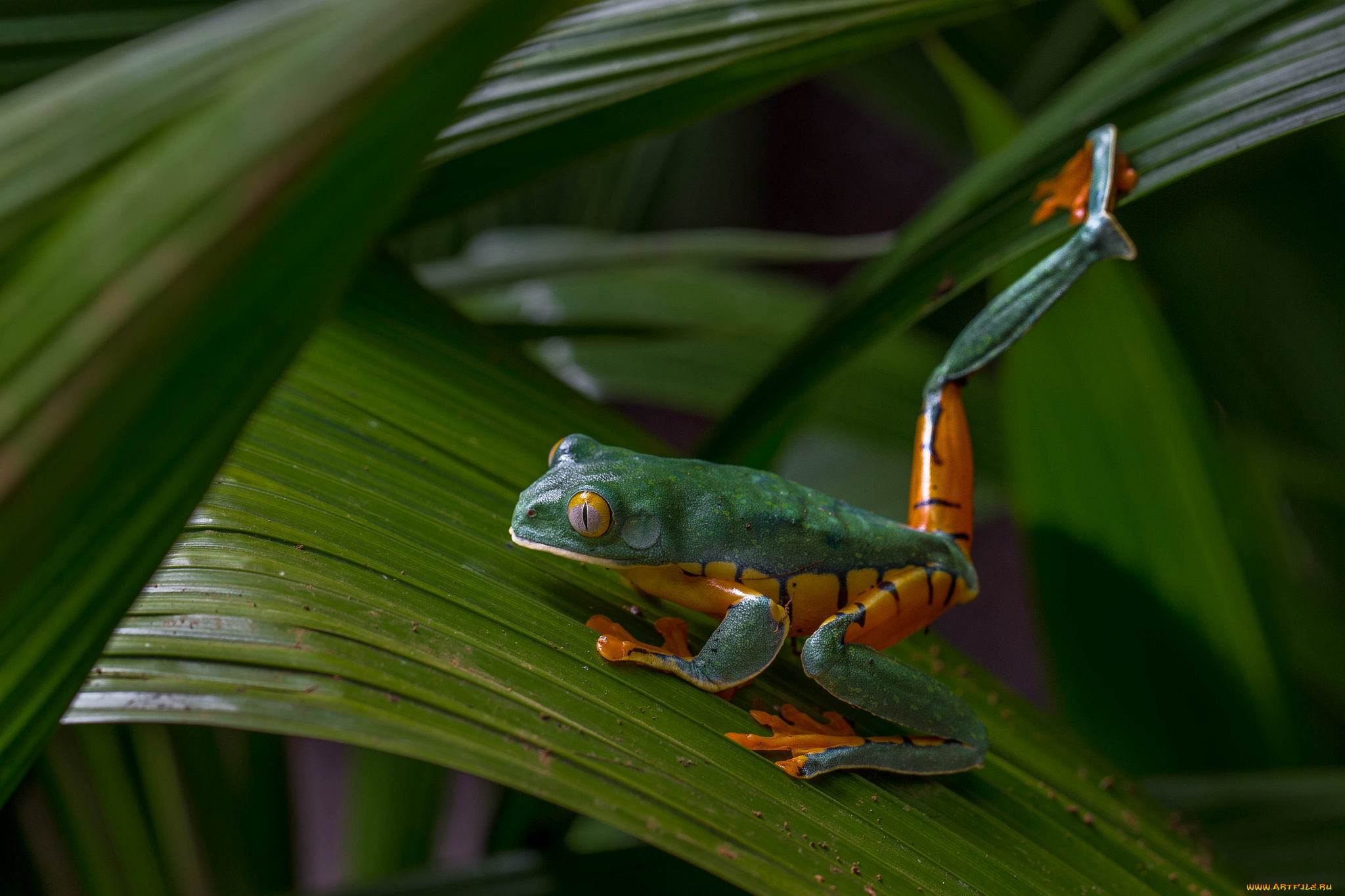 животные, лягушки, лягушка, окрас, милая, макро, фон