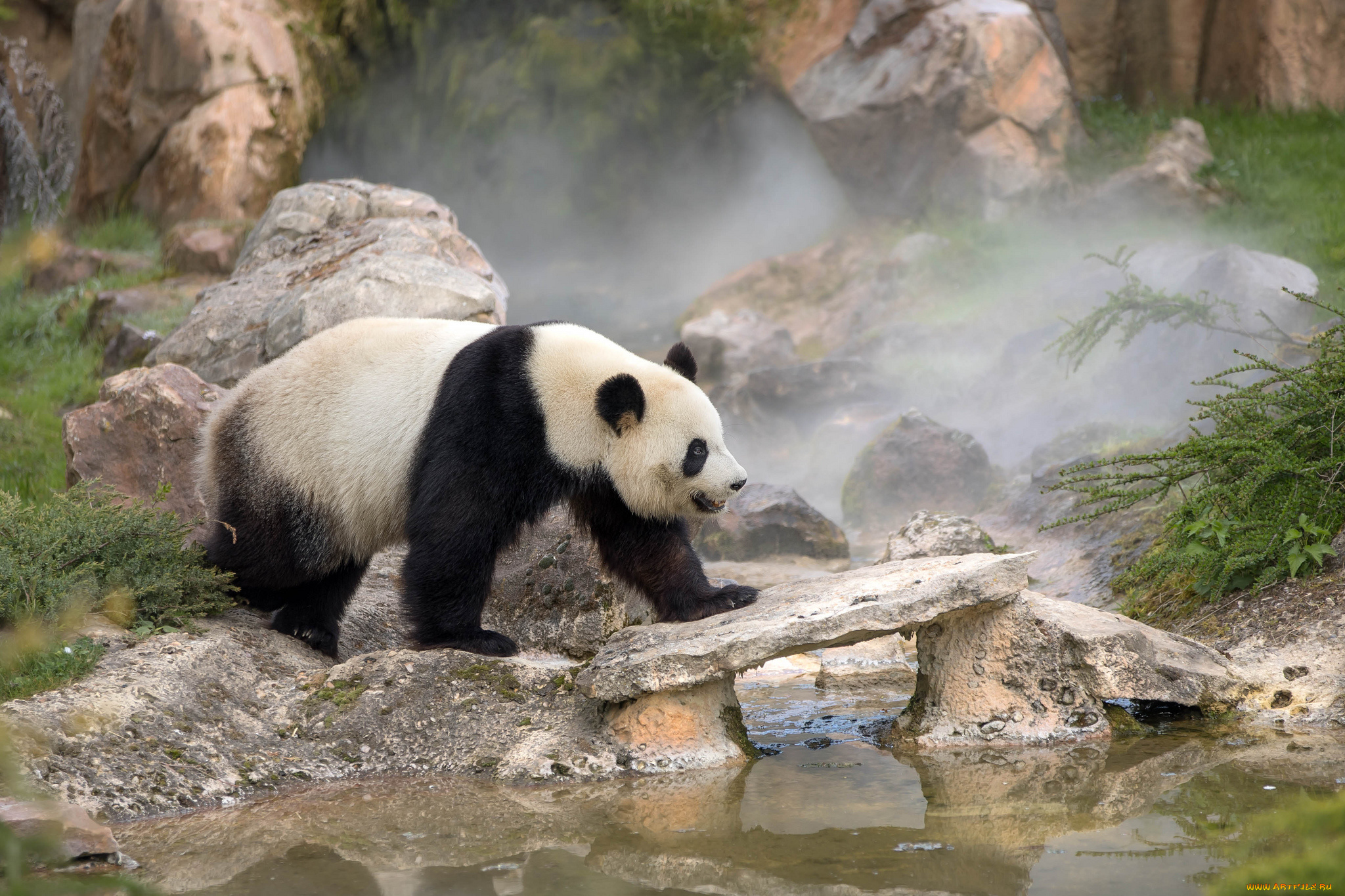 животные, панды, панда, окрас, шерсть, лапы, животное, мишка