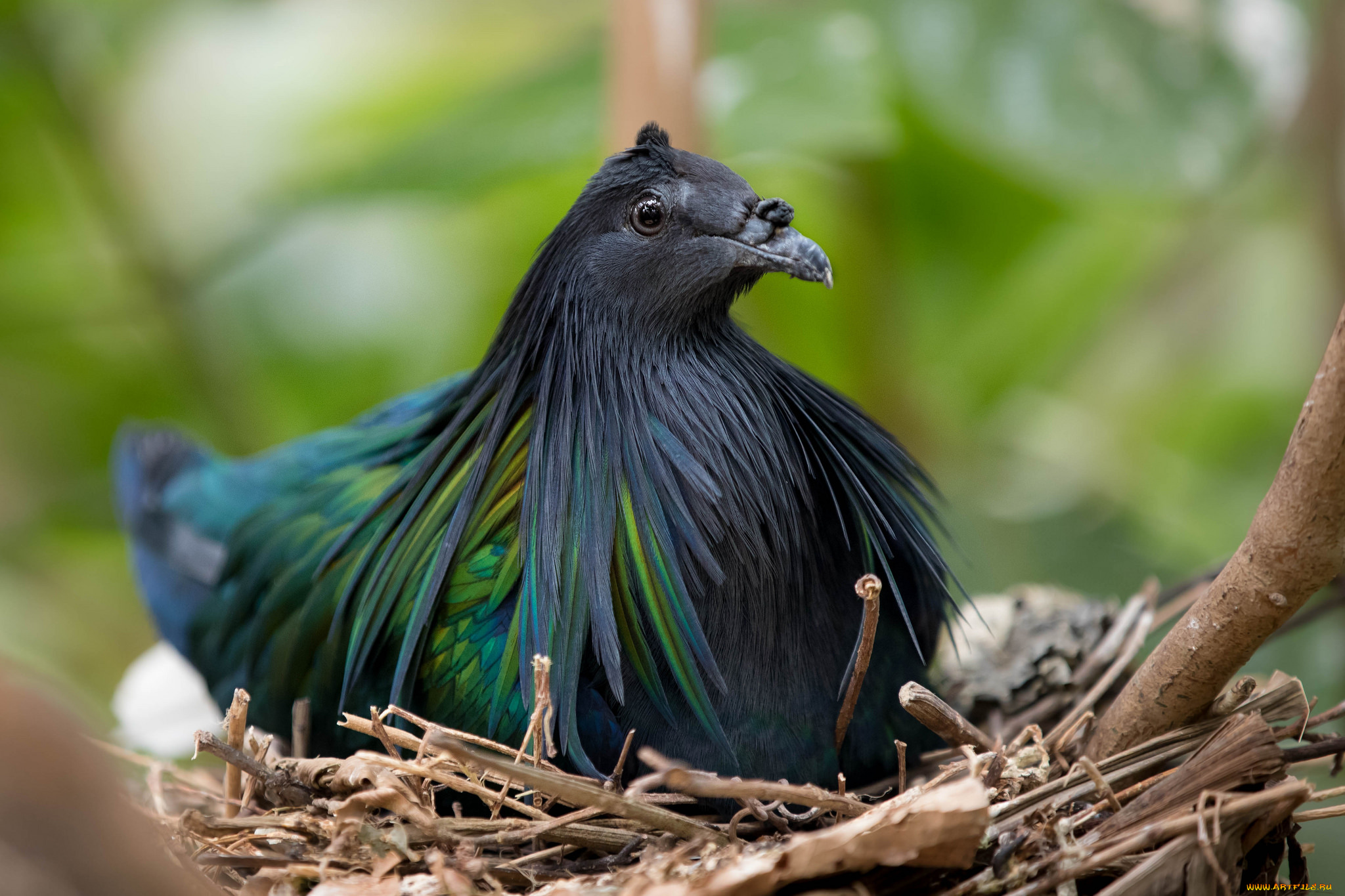 животные, птицы, птица, перья, окрас