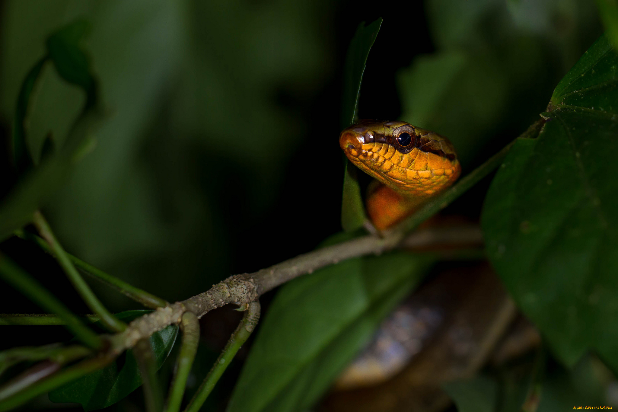 животные, змеи, , питоны, , кобры, змея, окрас, ель, ветки