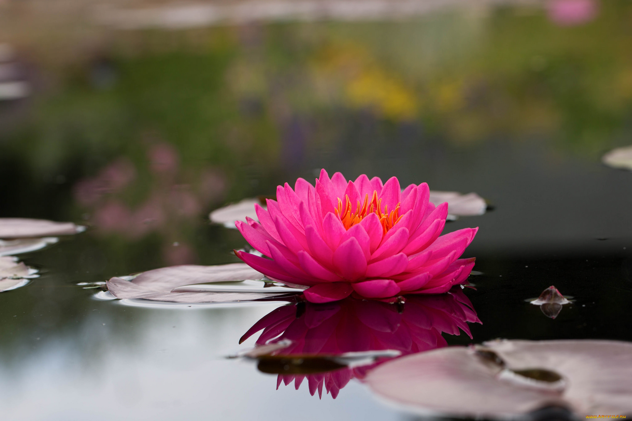 цветы, лилии, водяные, , нимфеи, , кувшинки, вода, листья, водяные, лилии