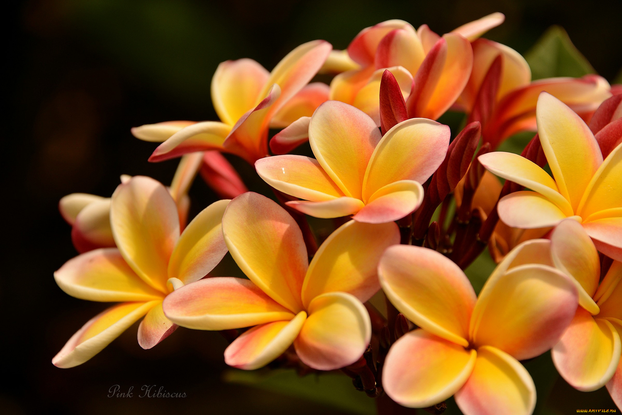 цветы, плюмерия, лепестки, листья, branch, leaves, plumeria, petals, цветение, ветка, flowering