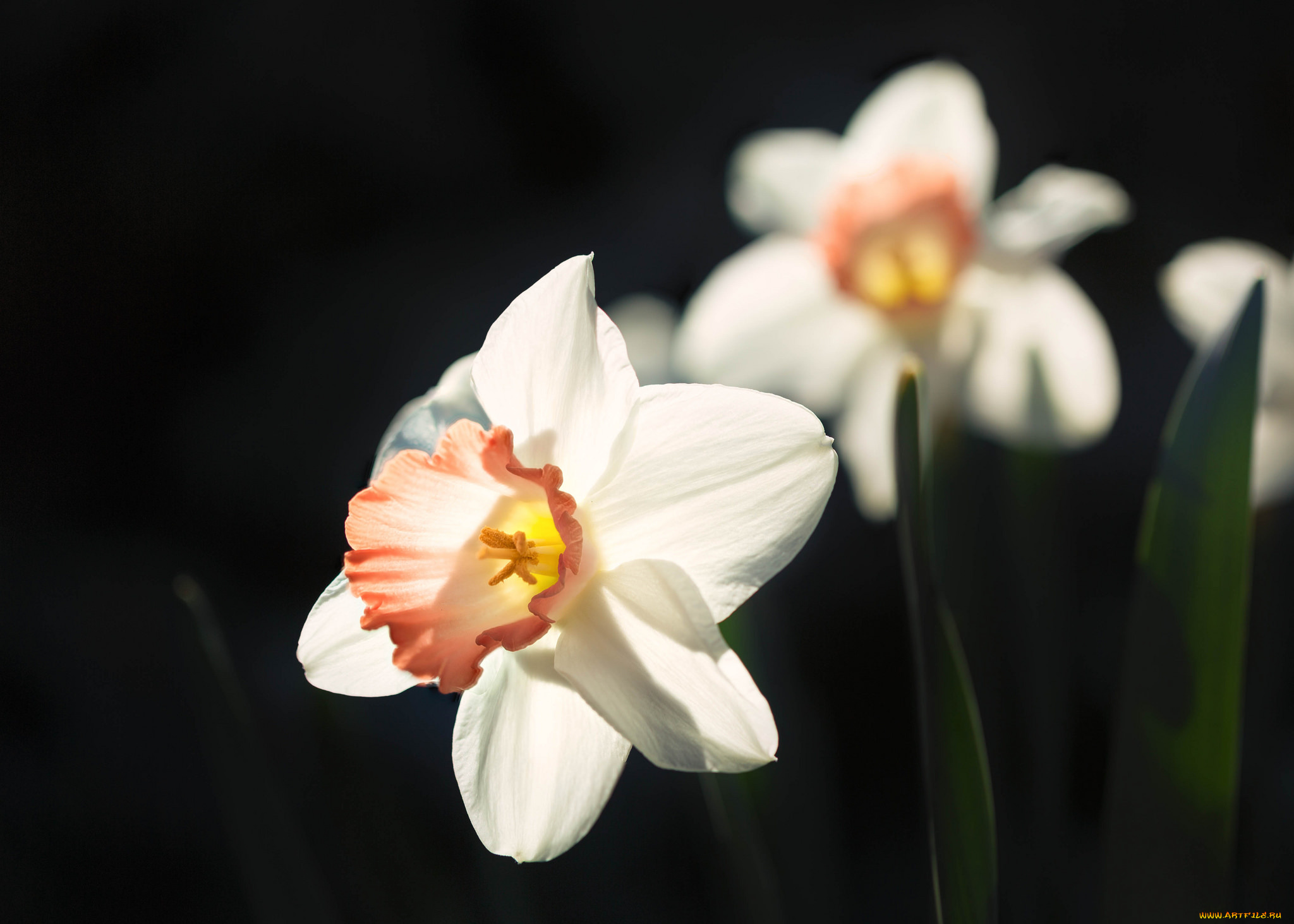 цветы, нарциссы, цветение, лепестки