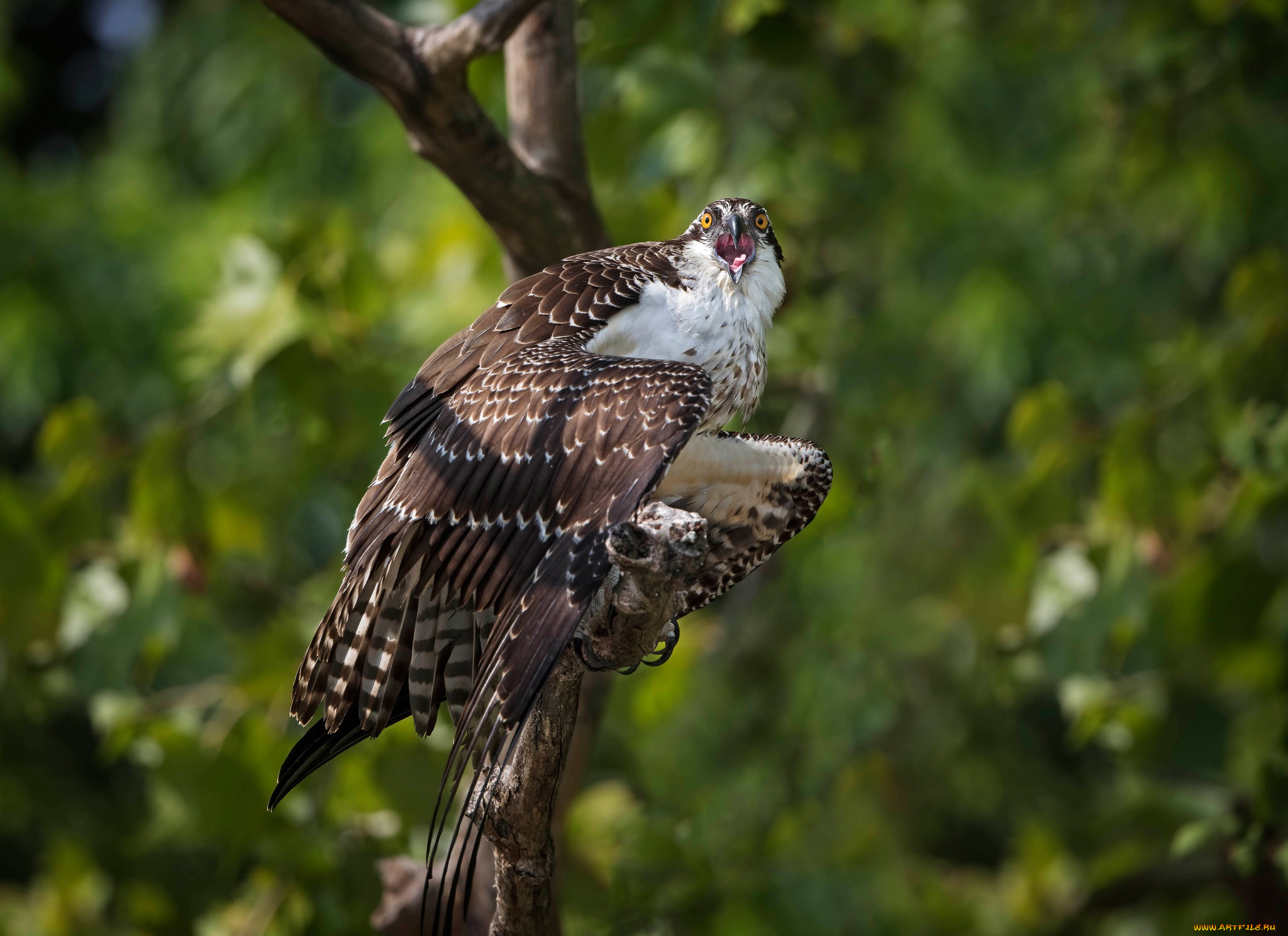 животные, птицы, дерево, боке, скопа, птица