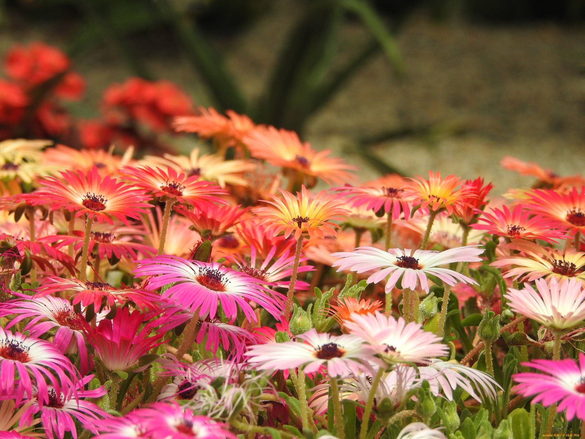 цветы, желтый, цветок, бутон, лепестки, цветение