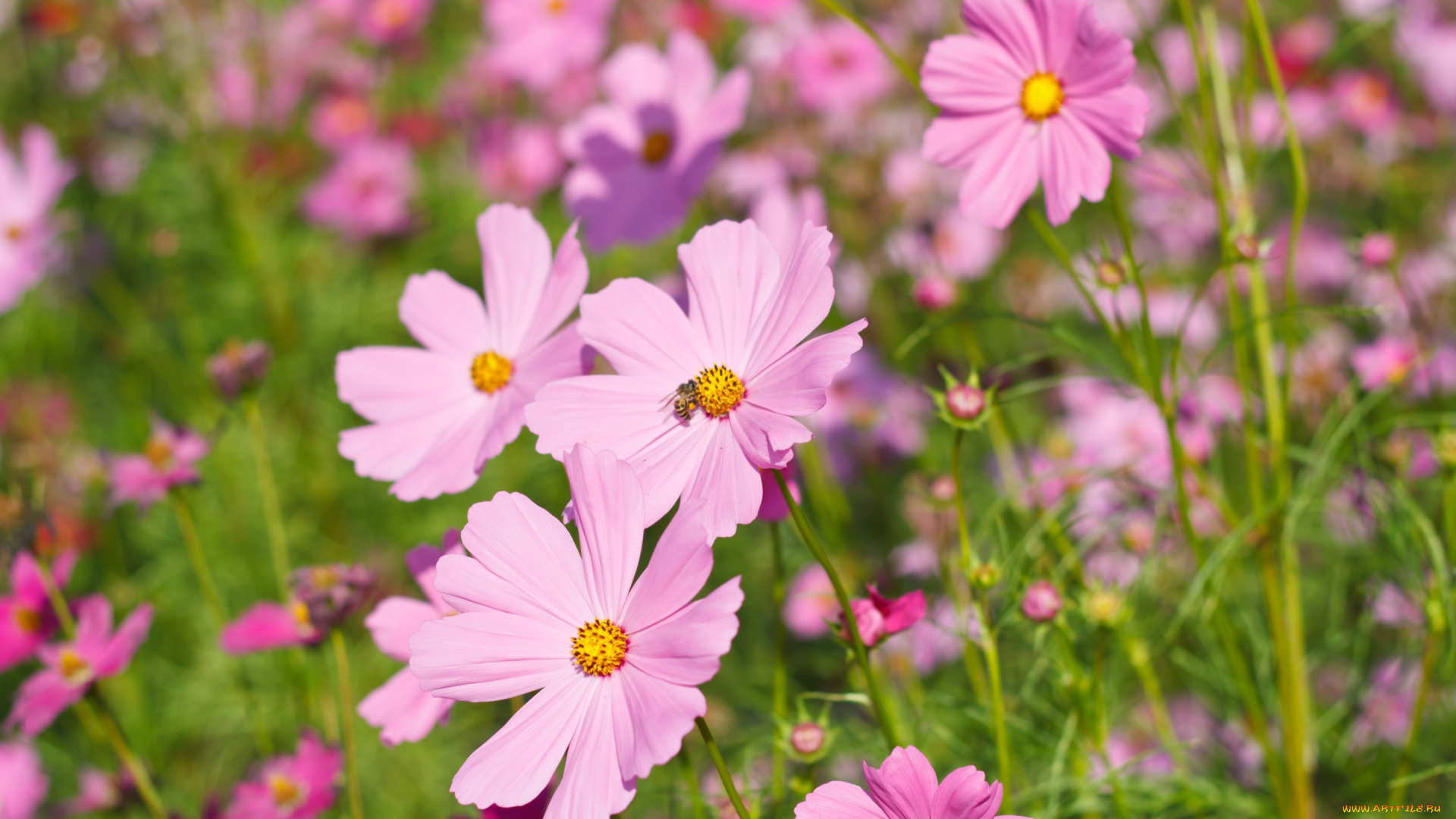 цветы, космея, cosmos, colorful, луг, розовые, meadow, field, summer, поле, pink, лето, flowers