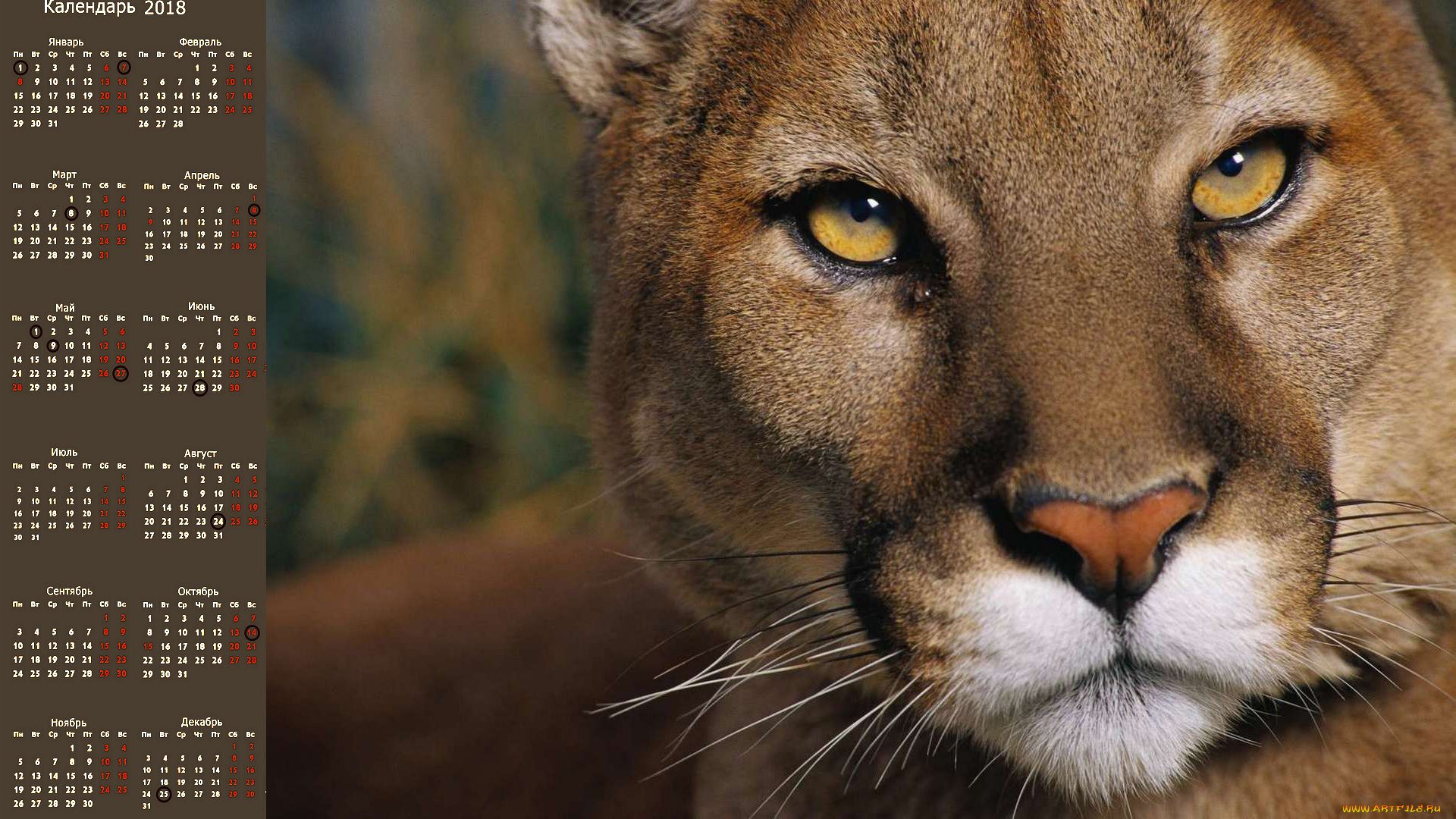 календари, животные, взгляд, пума, морда