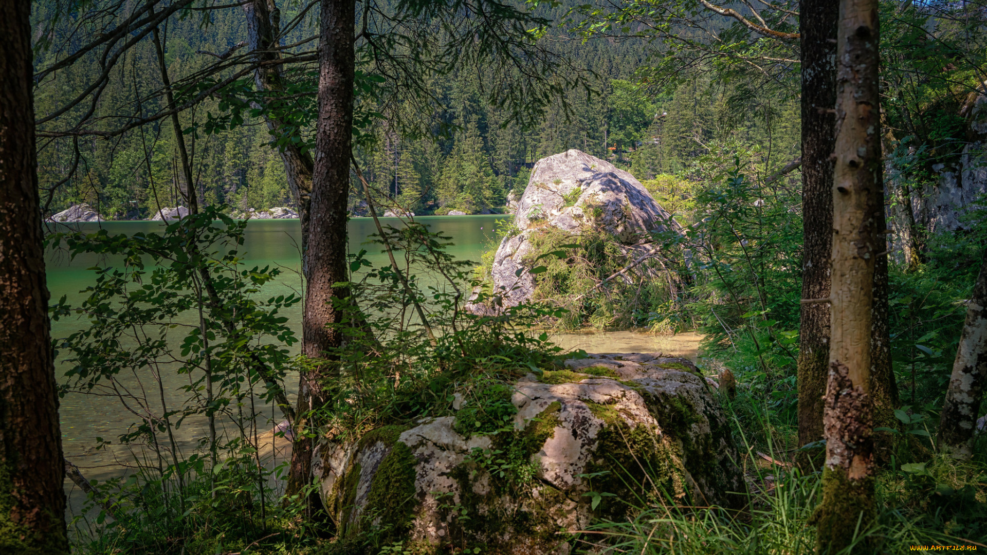 природа, лес, простор