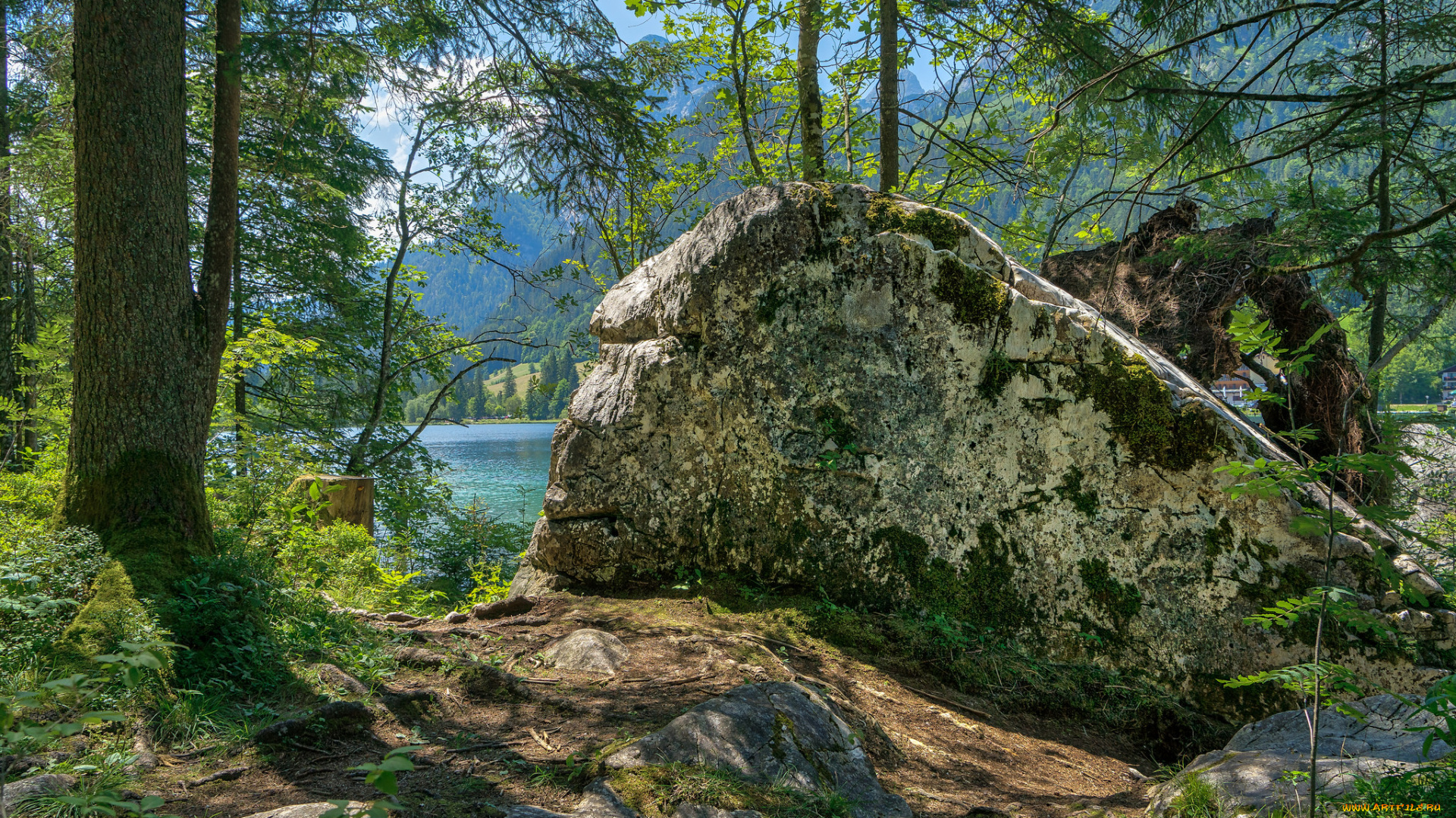 природа, лес, простор