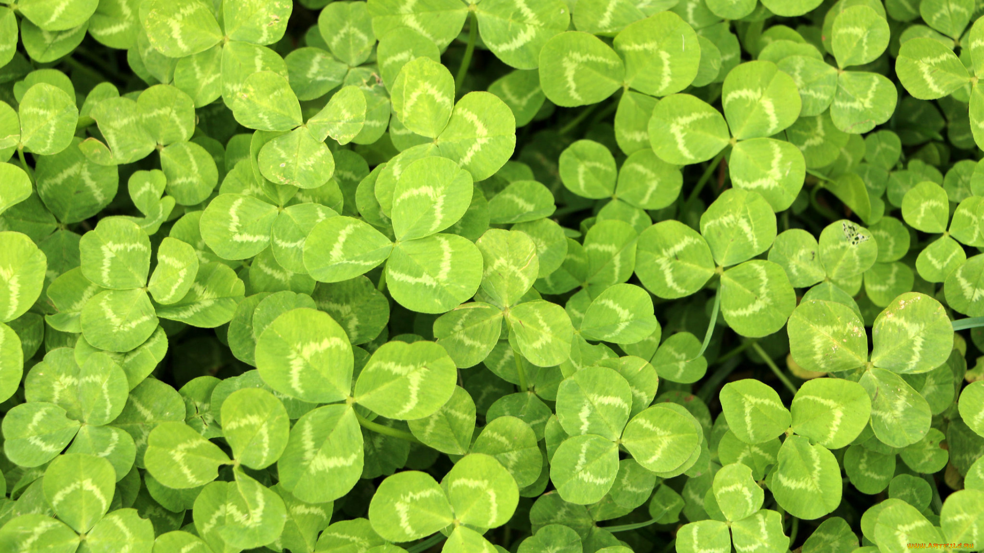 природа, макро, зелень, листья, много