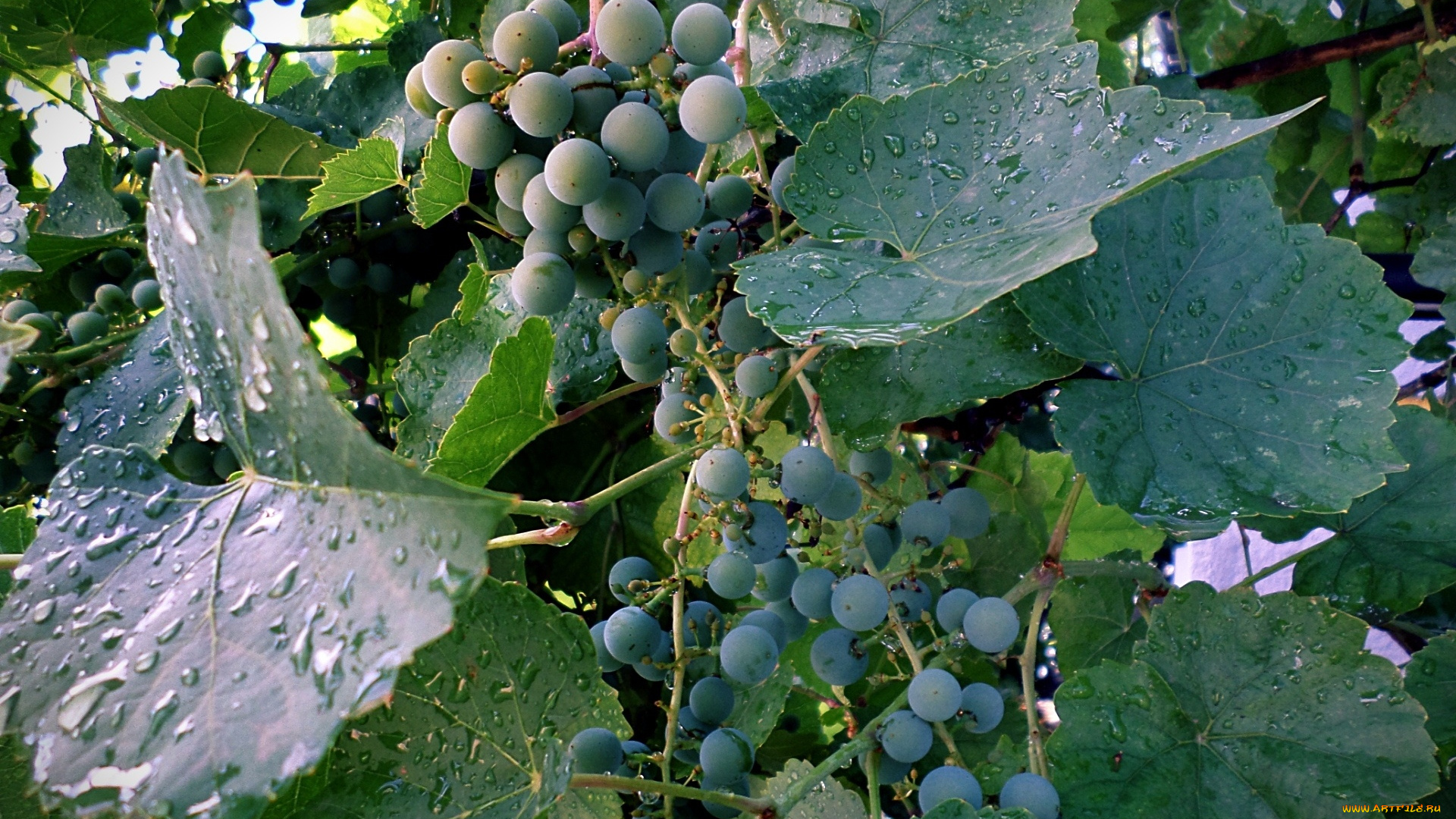 природа, Ягоды, , виноград, виноград, дождь