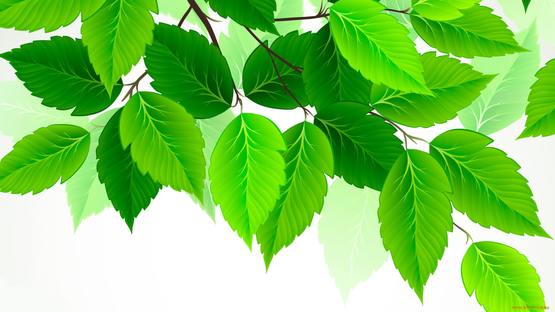 векторная, графика, природа, , nature, листья, зеленый, береза