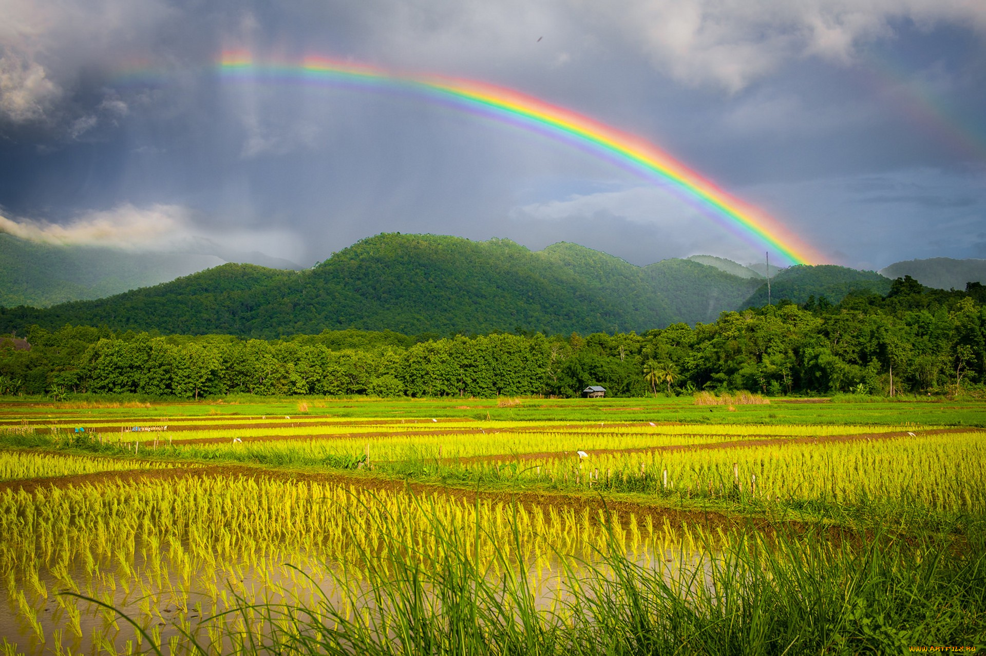 природа, радуга, простор