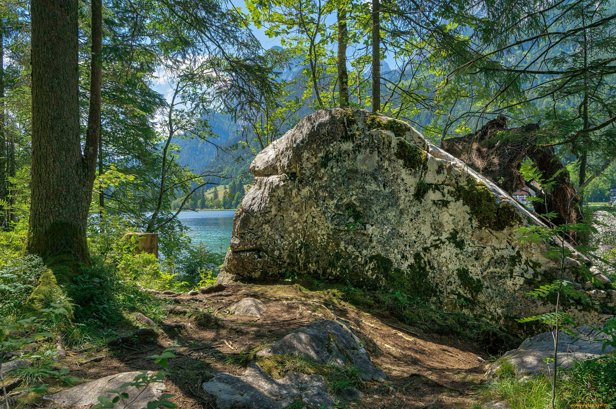 природа, лес, простор