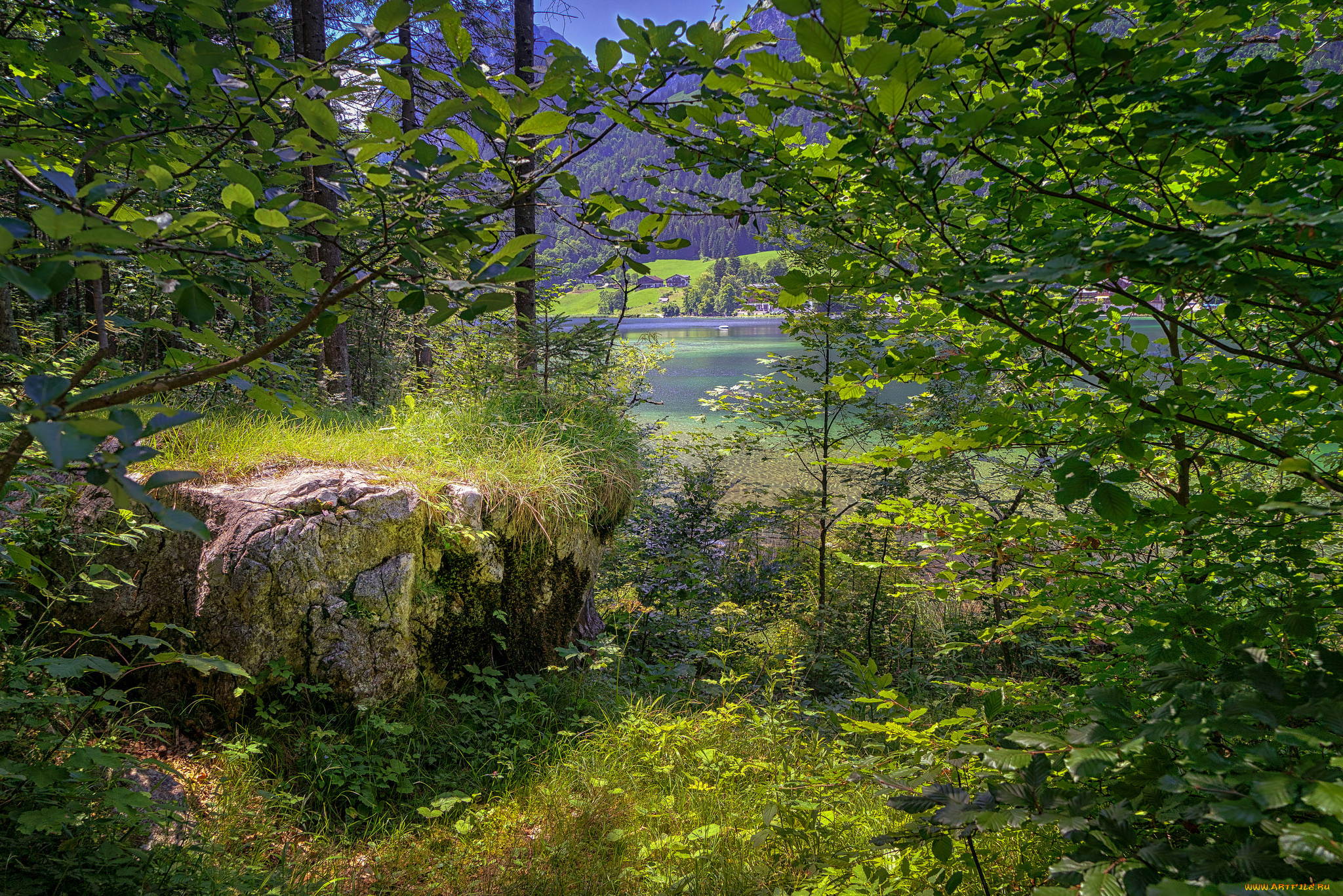 природа, лес, простор