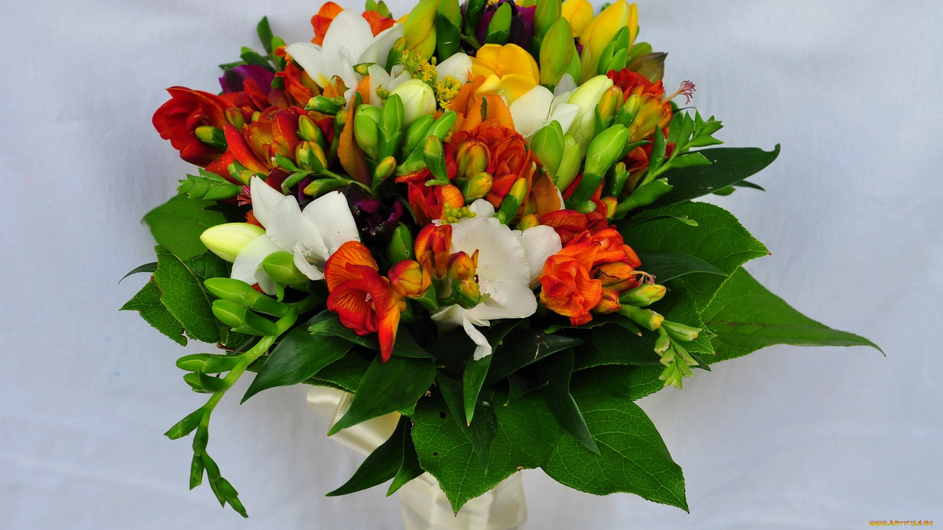 цветы, фрезия, букет