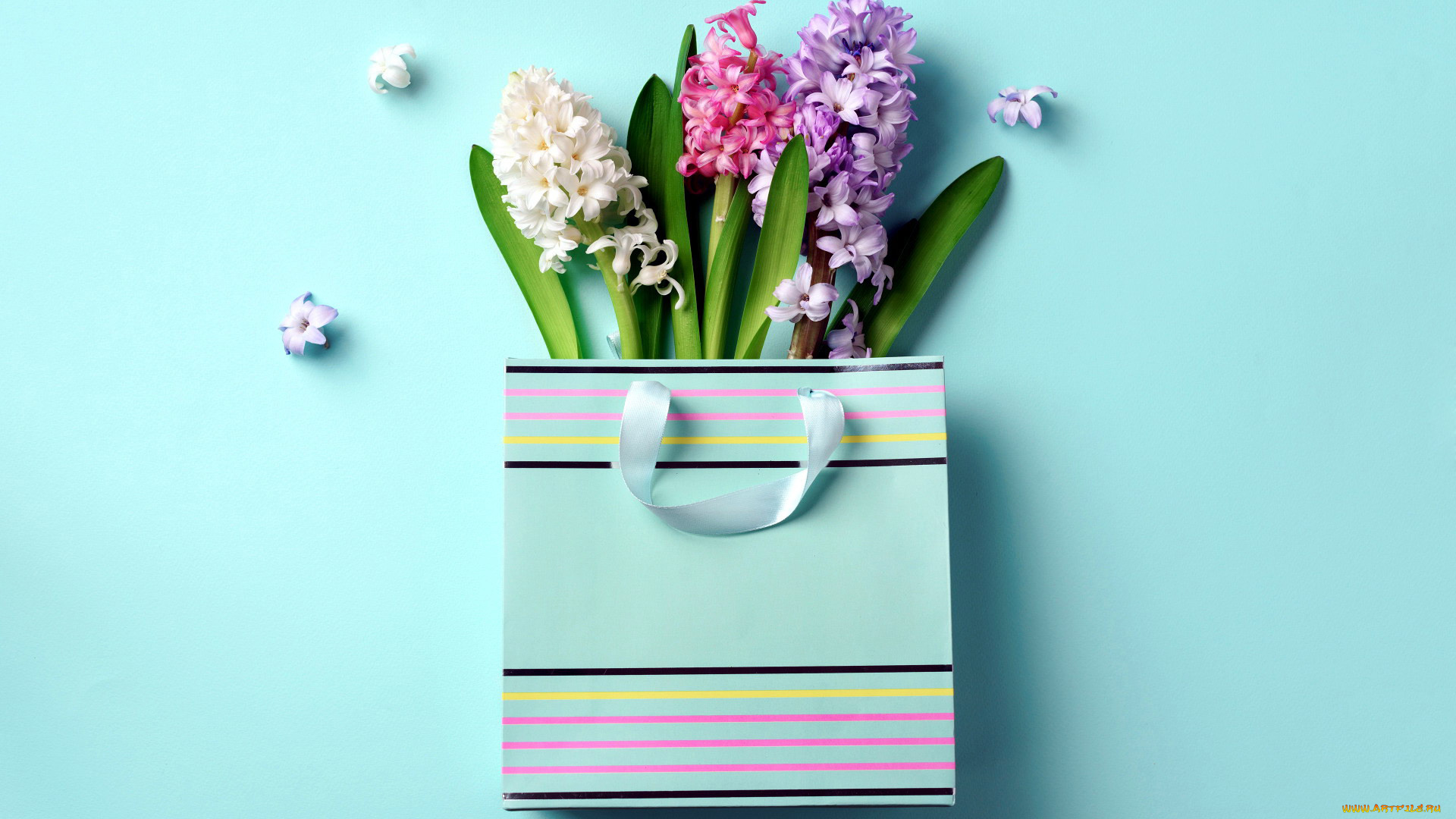 цветы, гиацинты, лиловый, белый, розовый