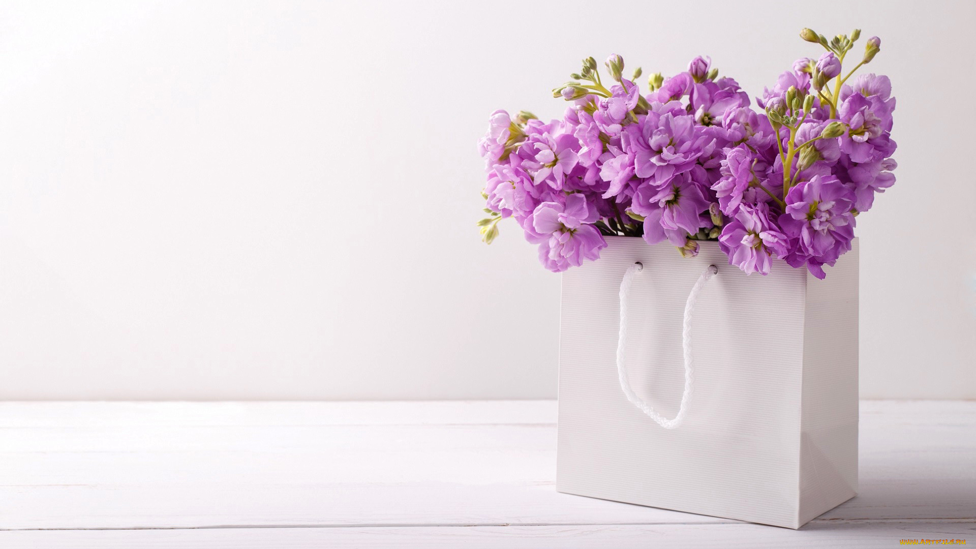 цветы, левкой, , матиола, лиловый