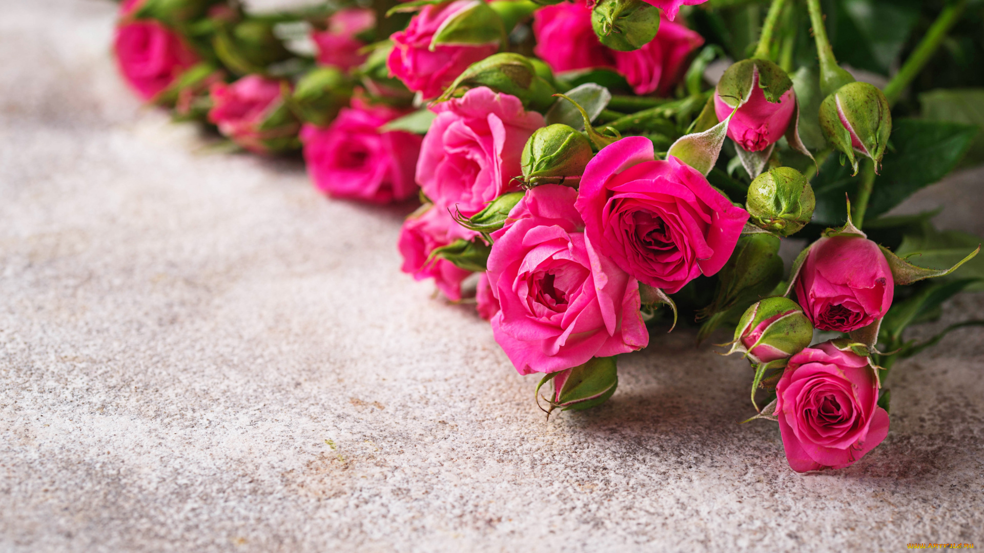 цветы, розы, бутоны