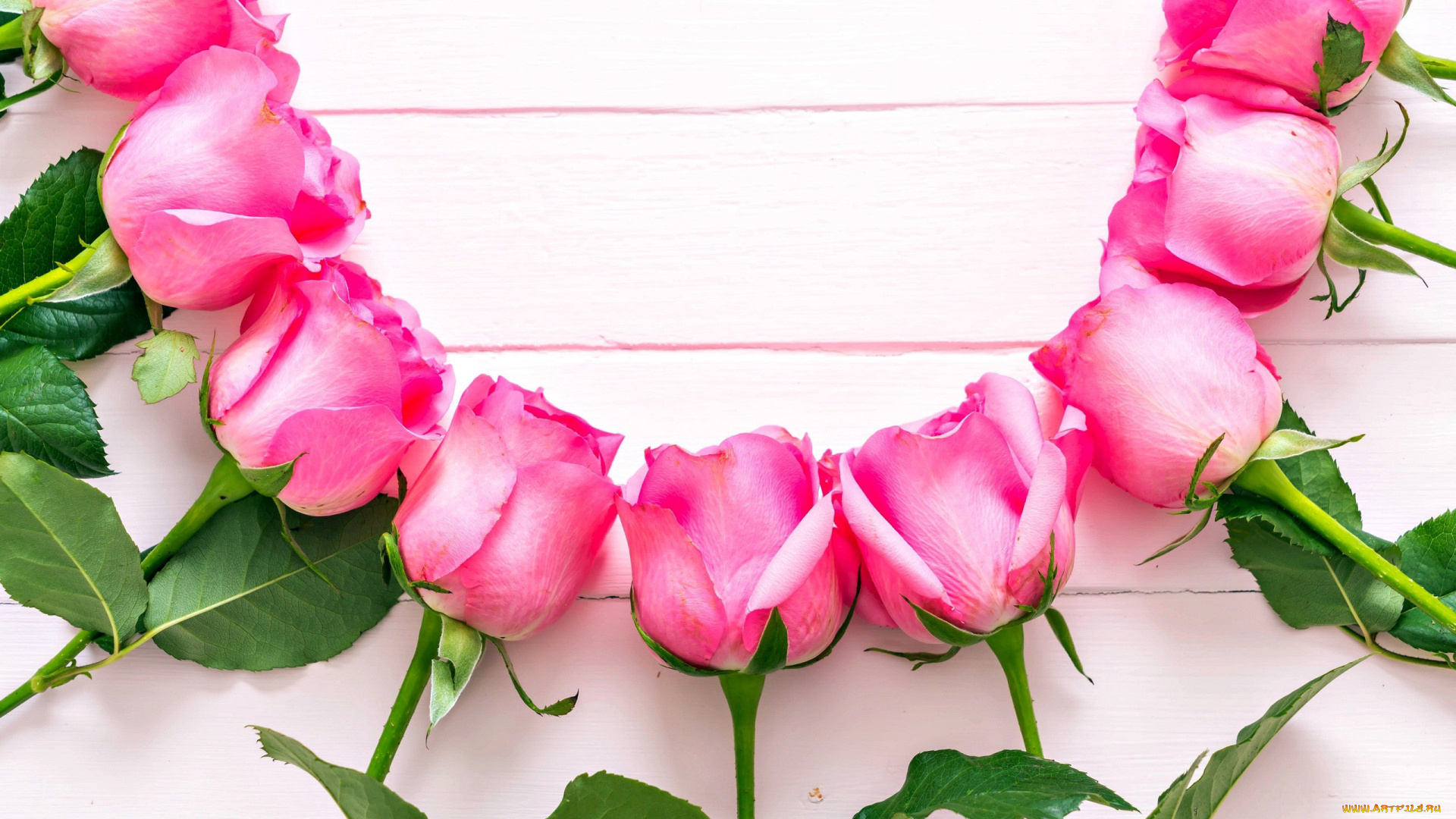 цветы, розы, бутоны