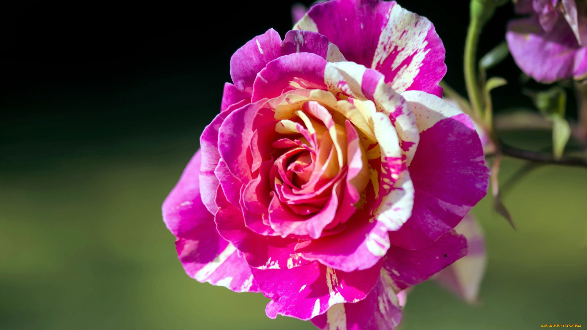 цветы, розы, двухцветный