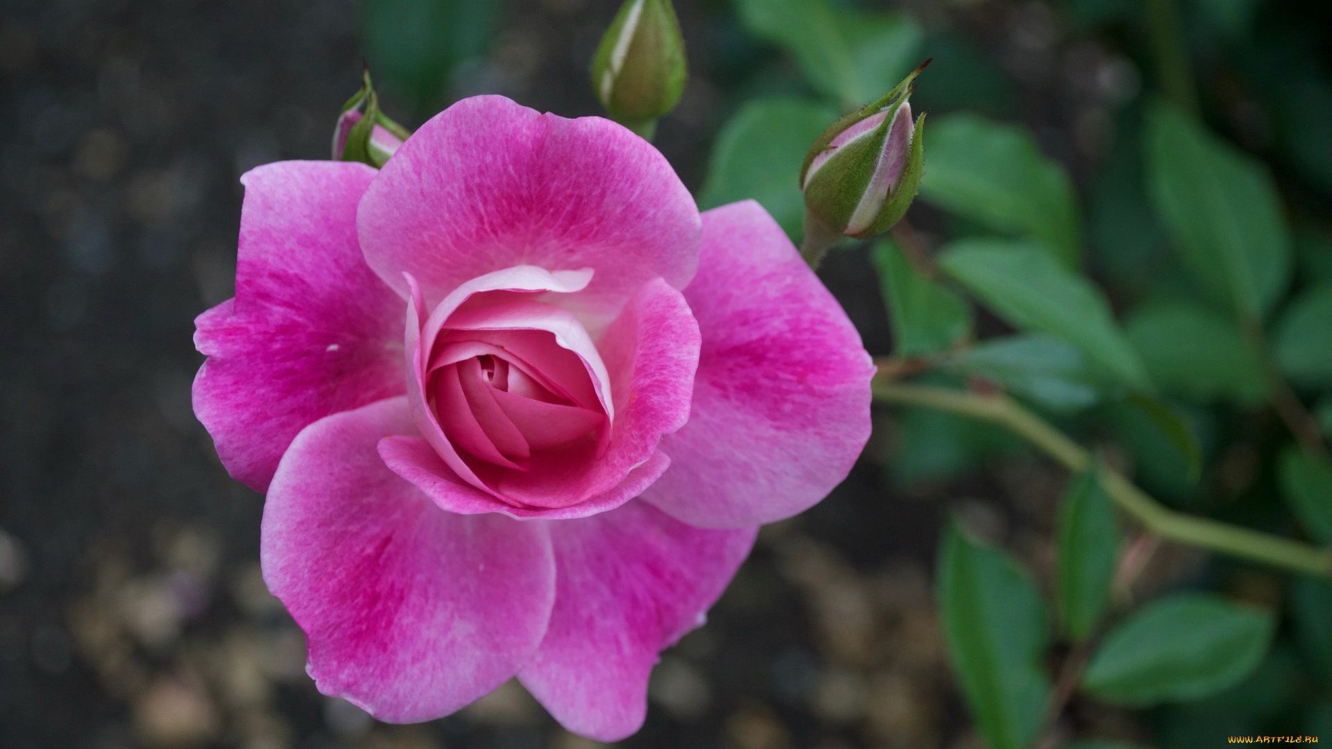 цветы, розы, розовый