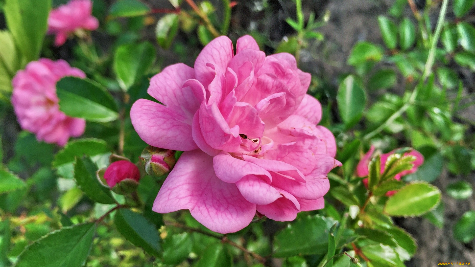 цветы, розы, розовый